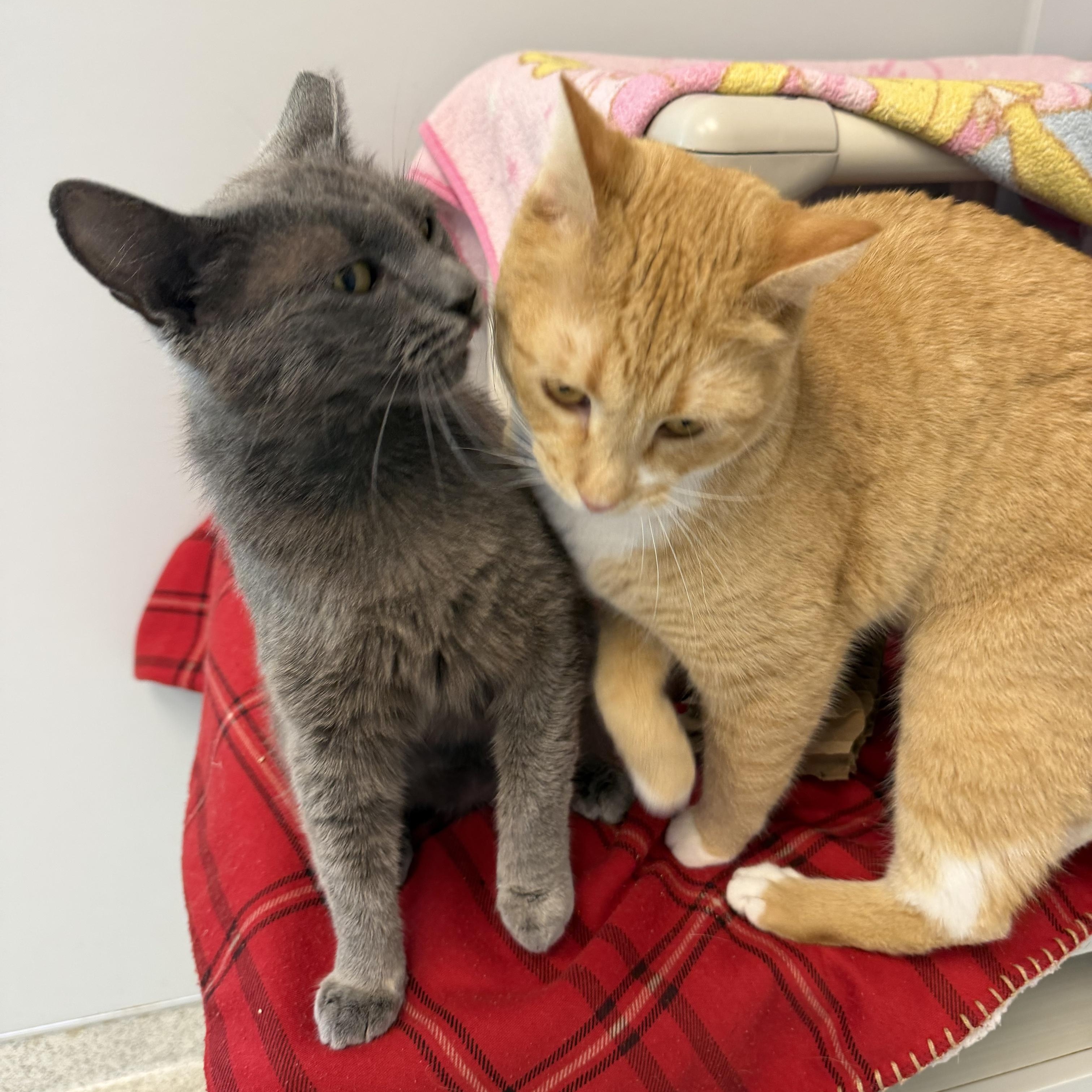 Mokie, a ADOPTABLE Domestic Short Hair in Cooperstown, NY image 4/6
