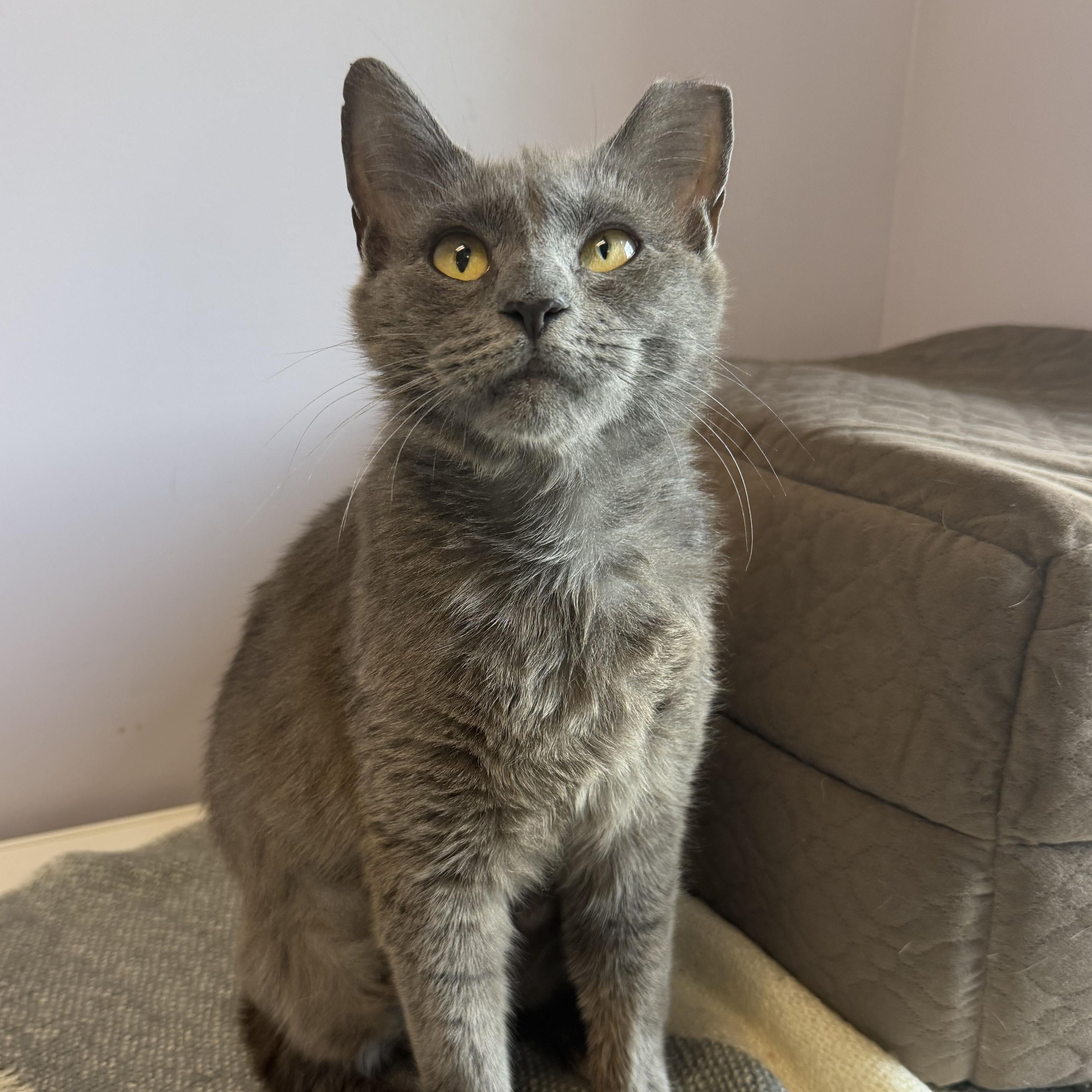 Mokie, a ADOPTABLE Domestic Short Hair in Cooperstown, NY image 1/6