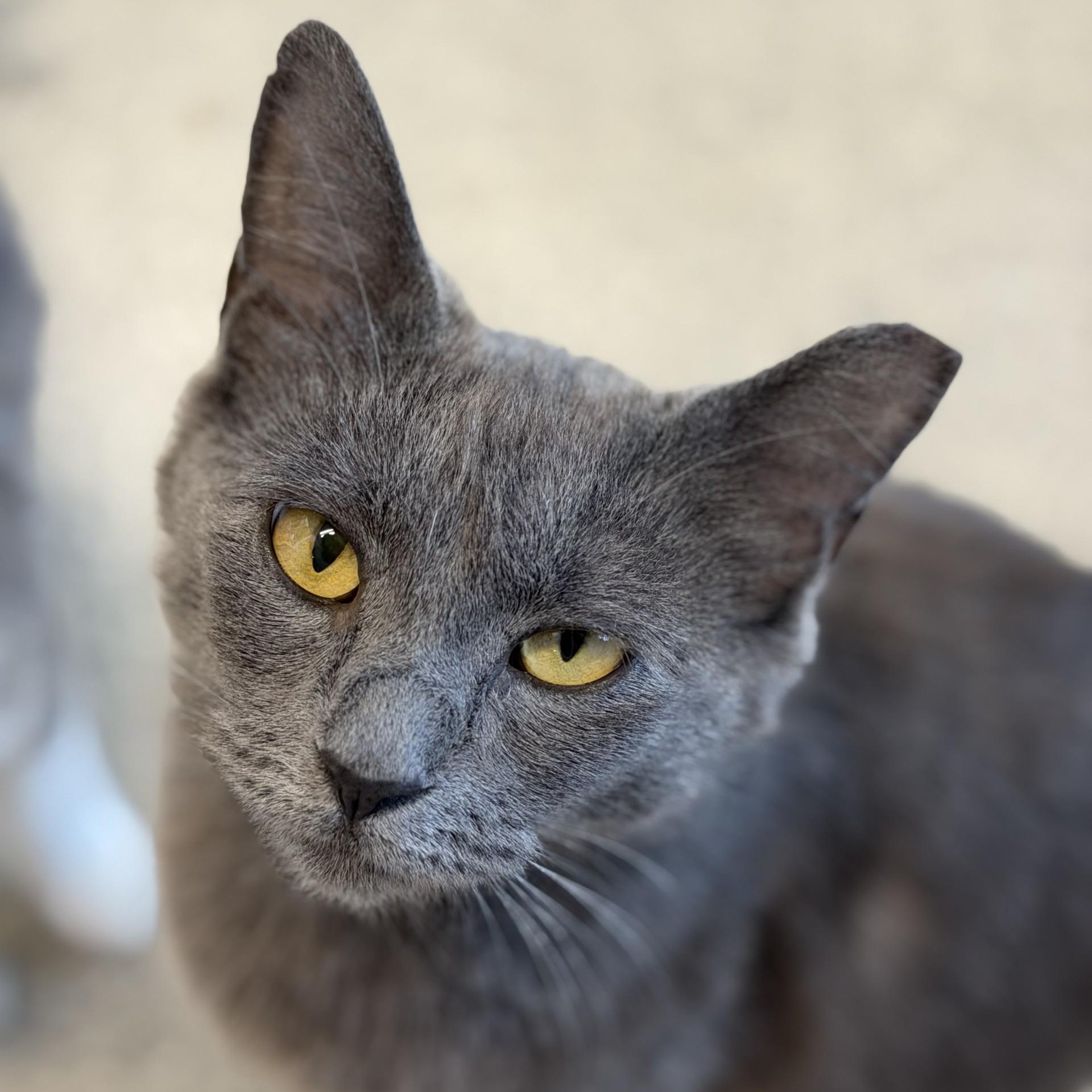 Mokie, a ADOPTABLE Domestic Short Hair in Cooperstown, NY image 3/6