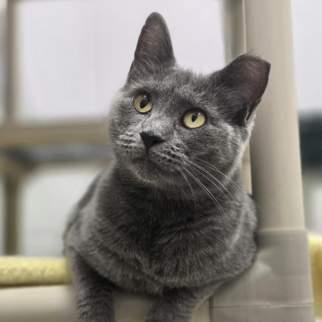 Enlarge Mokie, a Adoptable Domestic Short Hair in Cooperstown, NY image 1/5