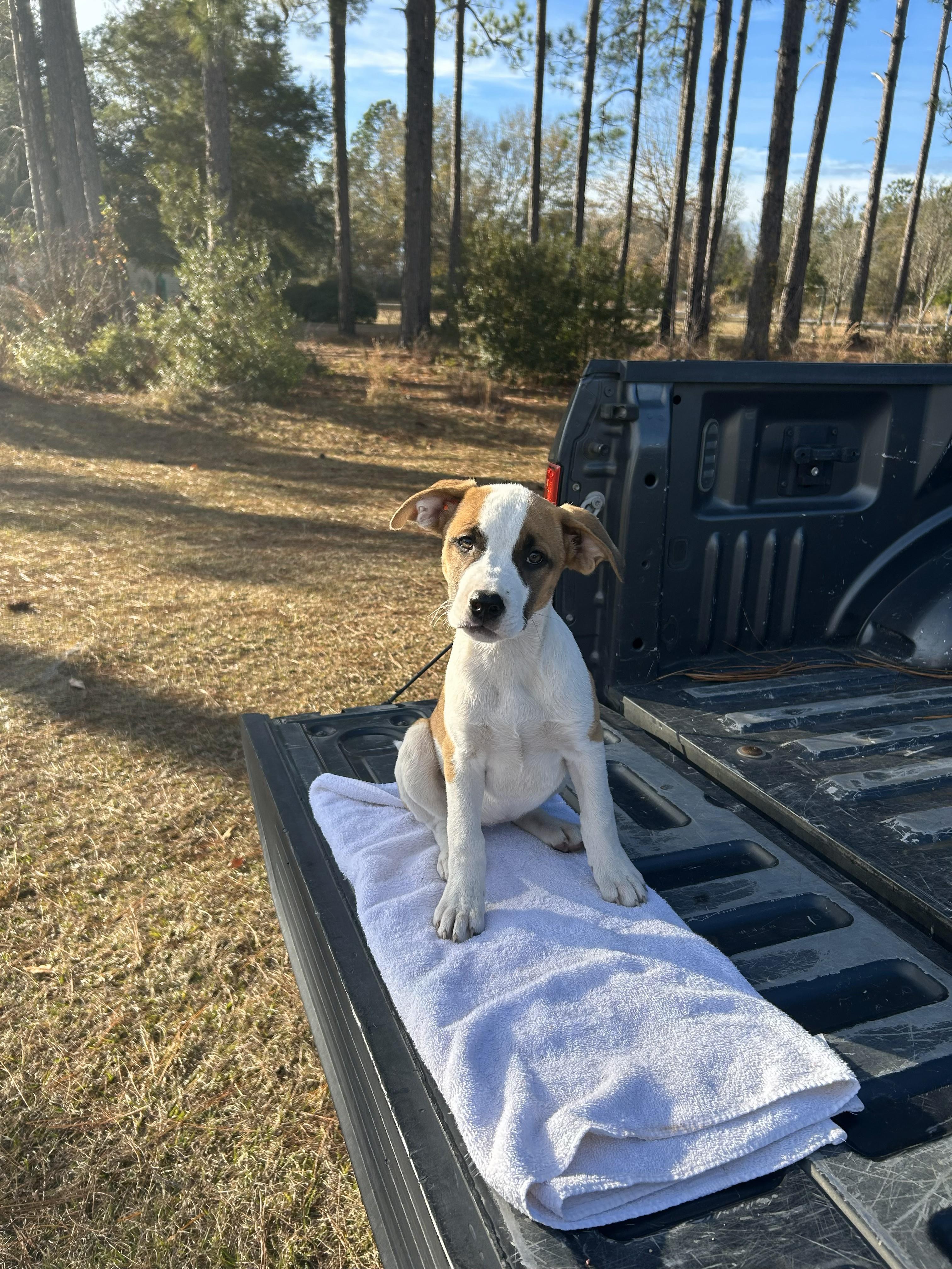 Ivy, a ADOPTABLE mixed breed in Jesup, GA image 6/6