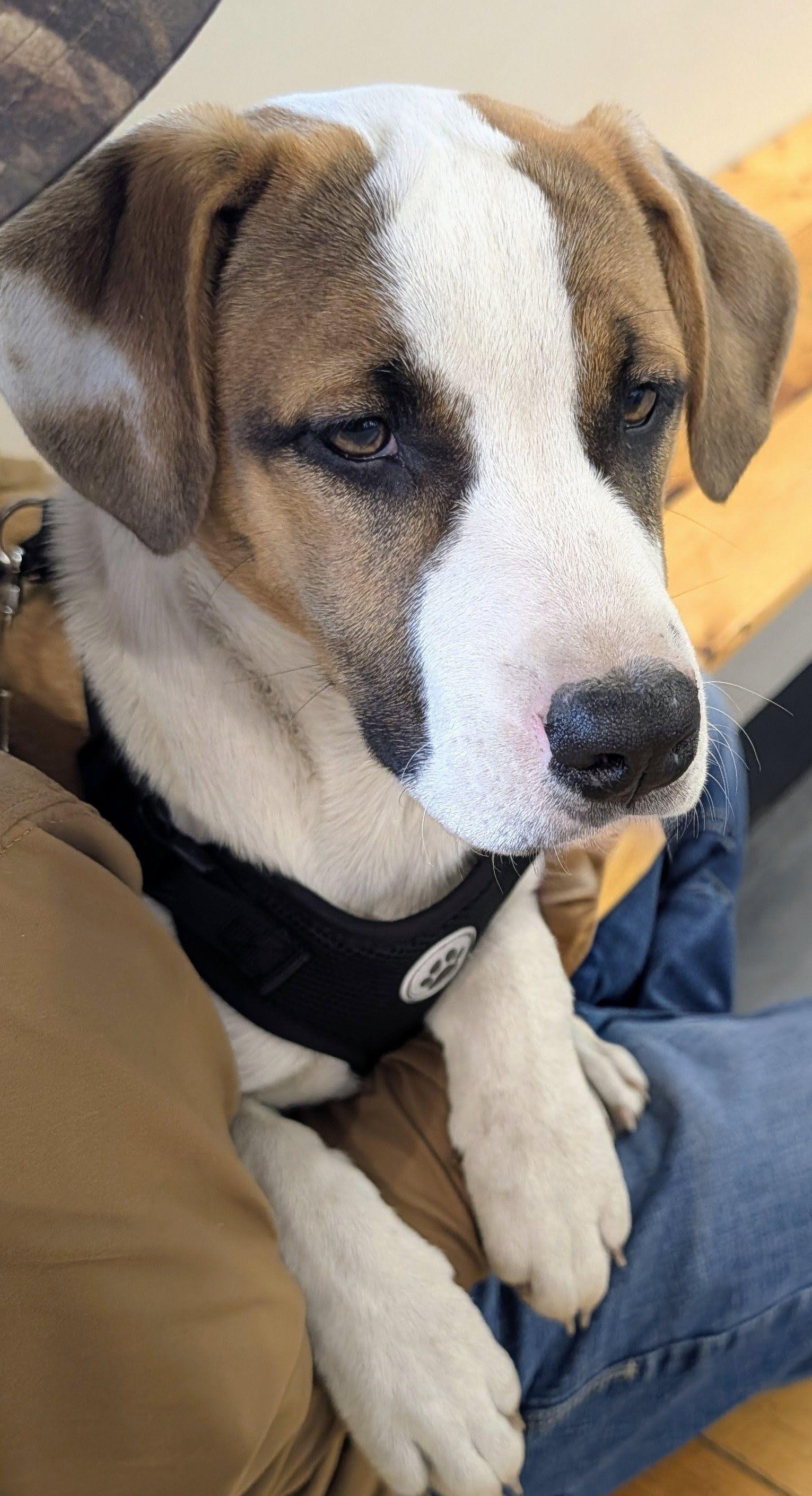 Ivy, ADOPTABLE, Puppy Female Black Mouth Cur & Terrier.