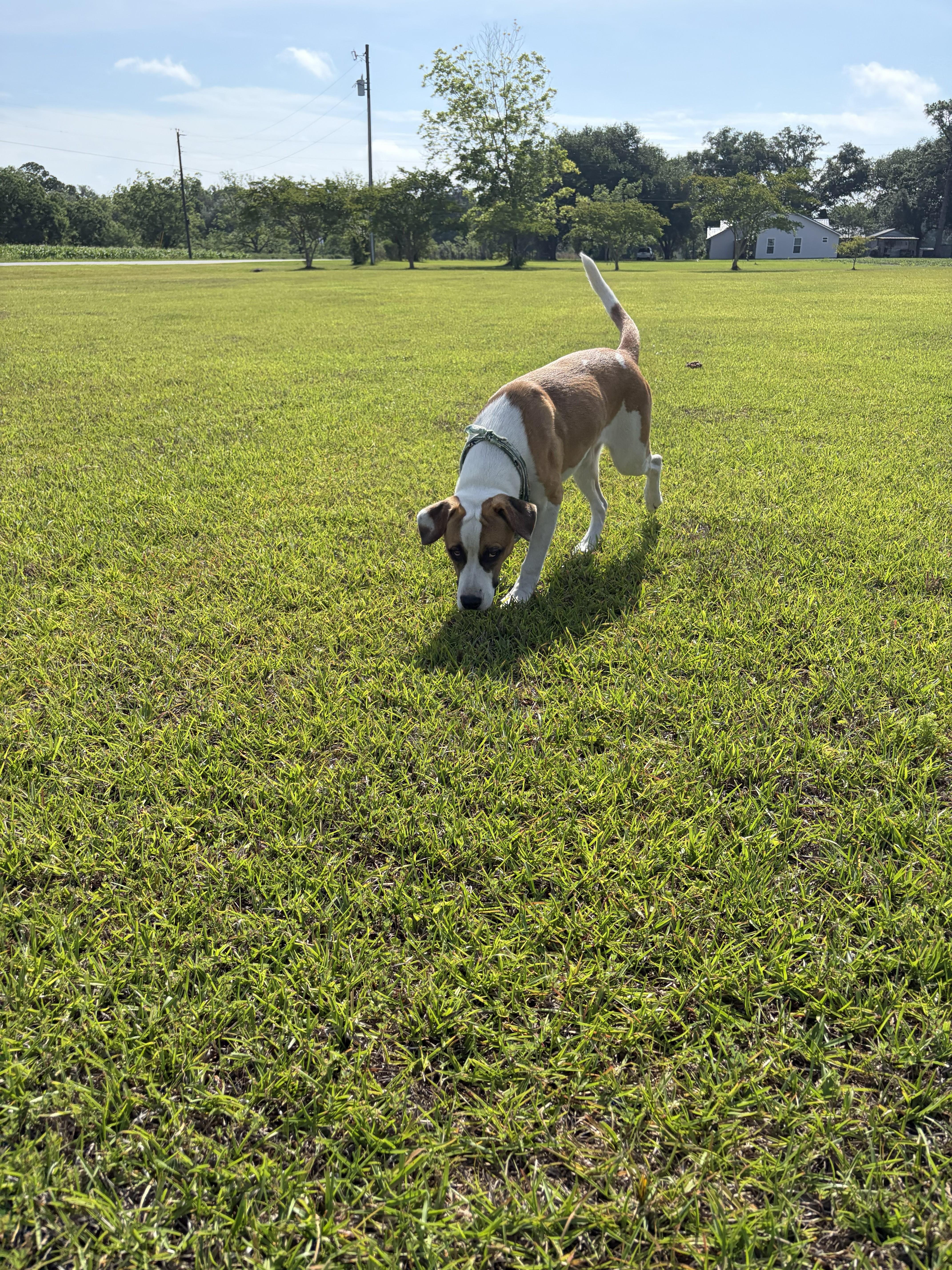 Ivy, an adopted mixed breed in Jesup, GA image 5/5