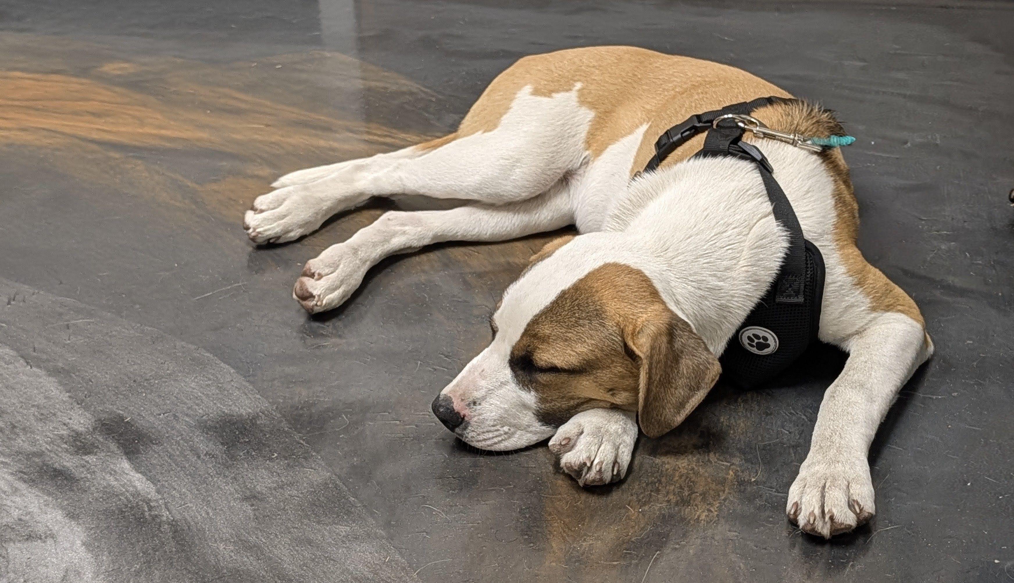 Ivy, a ADOPTABLE mixed breed in Jesup, GA image 2/6