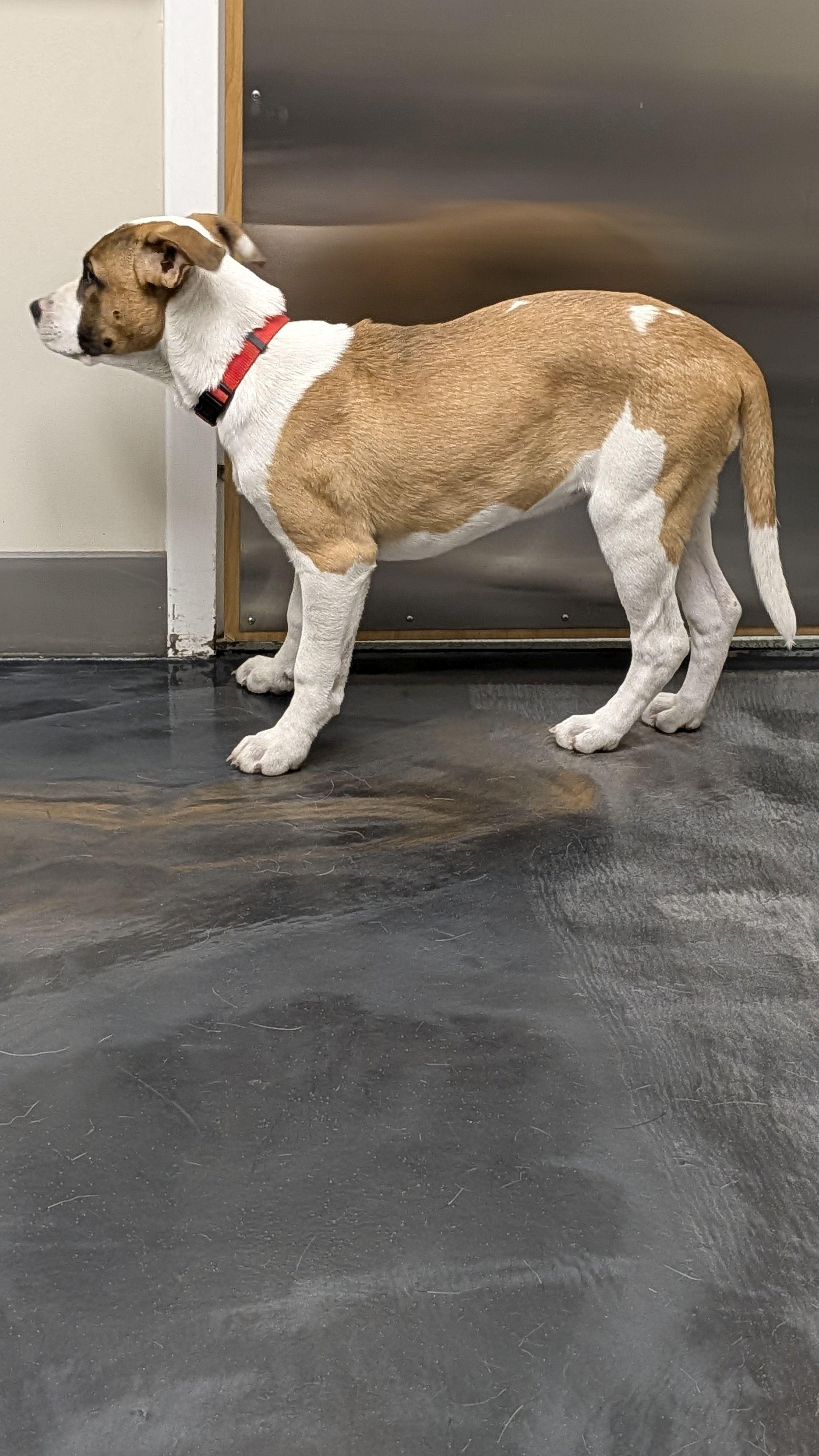 Ivy, a ADOPTABLE mixed breed in Jesup, GA image 4/6