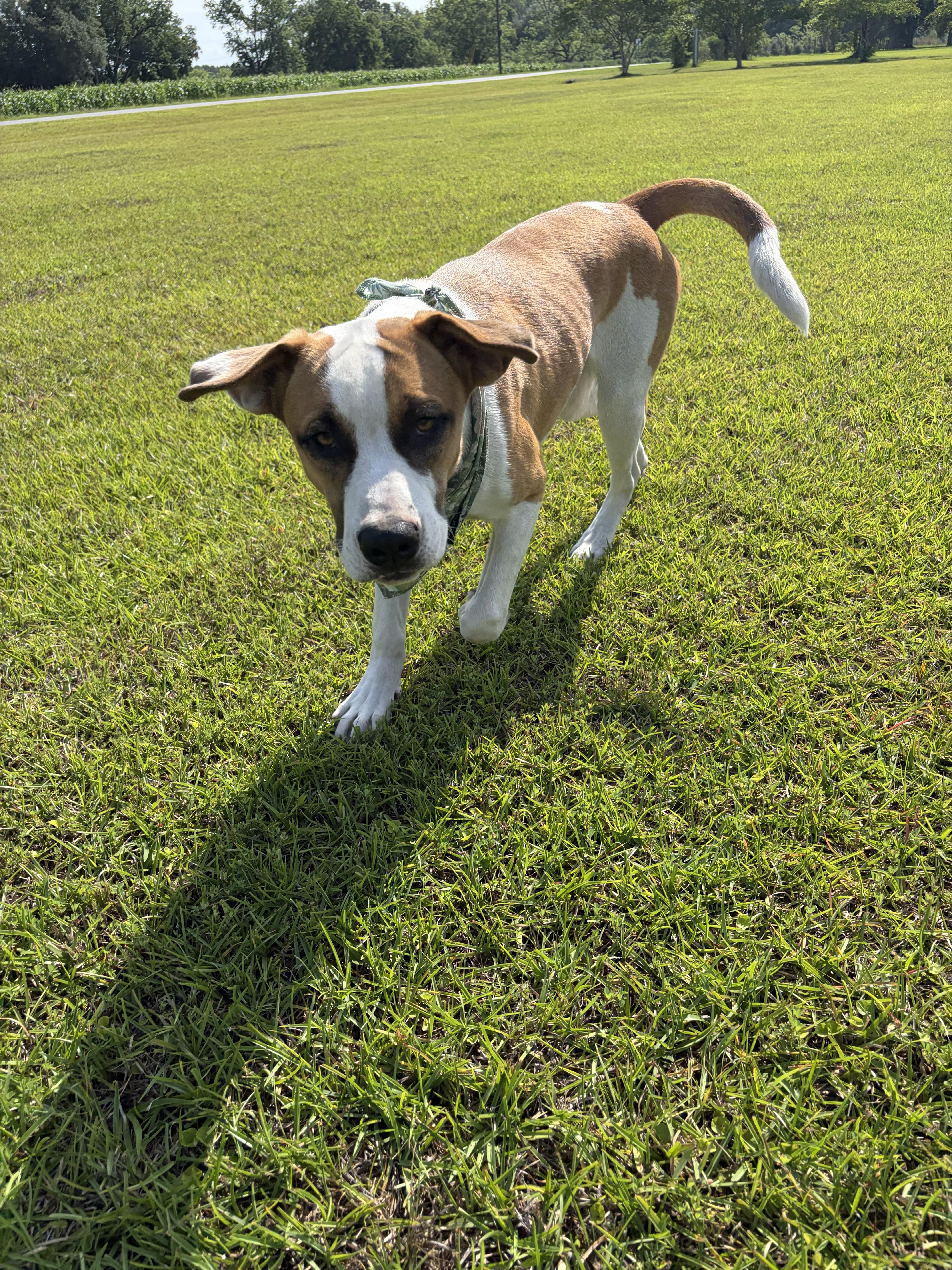 Ivy, an adopted mixed breed in Jesup, GA image 3/5