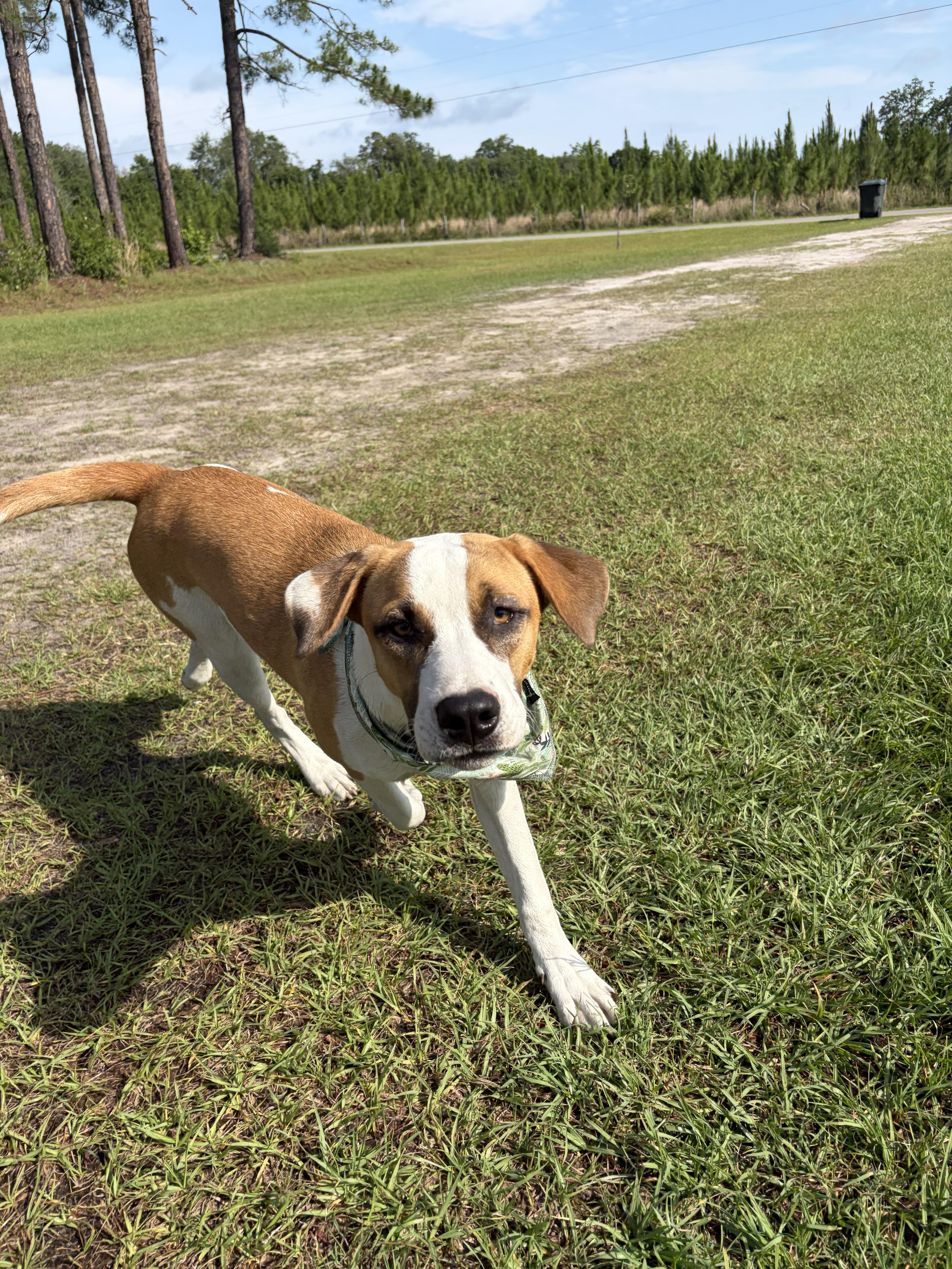 Ivy, an adopted mixed breed in Jesup, GA image 1/5