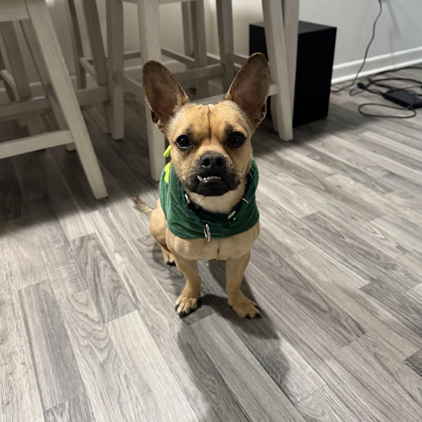 Bosco, ADOPTABLE, Adult Male Pug.