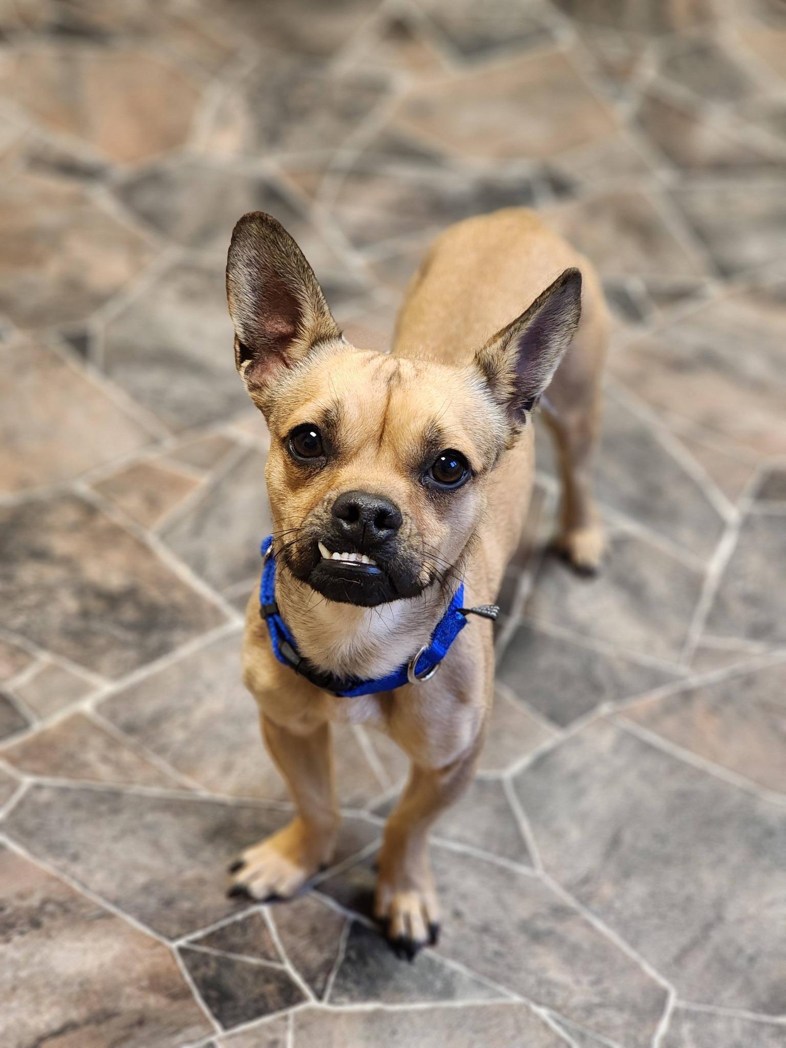 Bosco, a ADOPTABLE mixed breed in Sterling Heights, MI image 4/6