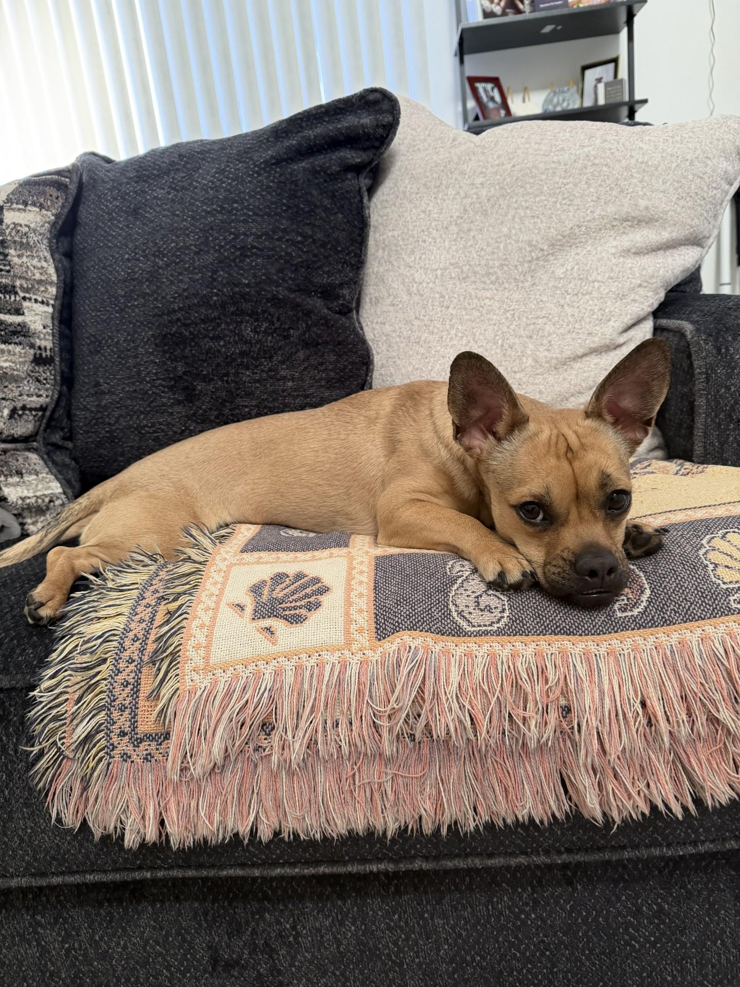 Bosco, a ADOPTABLE mixed breed in Sterling Heights, MI image 6/6