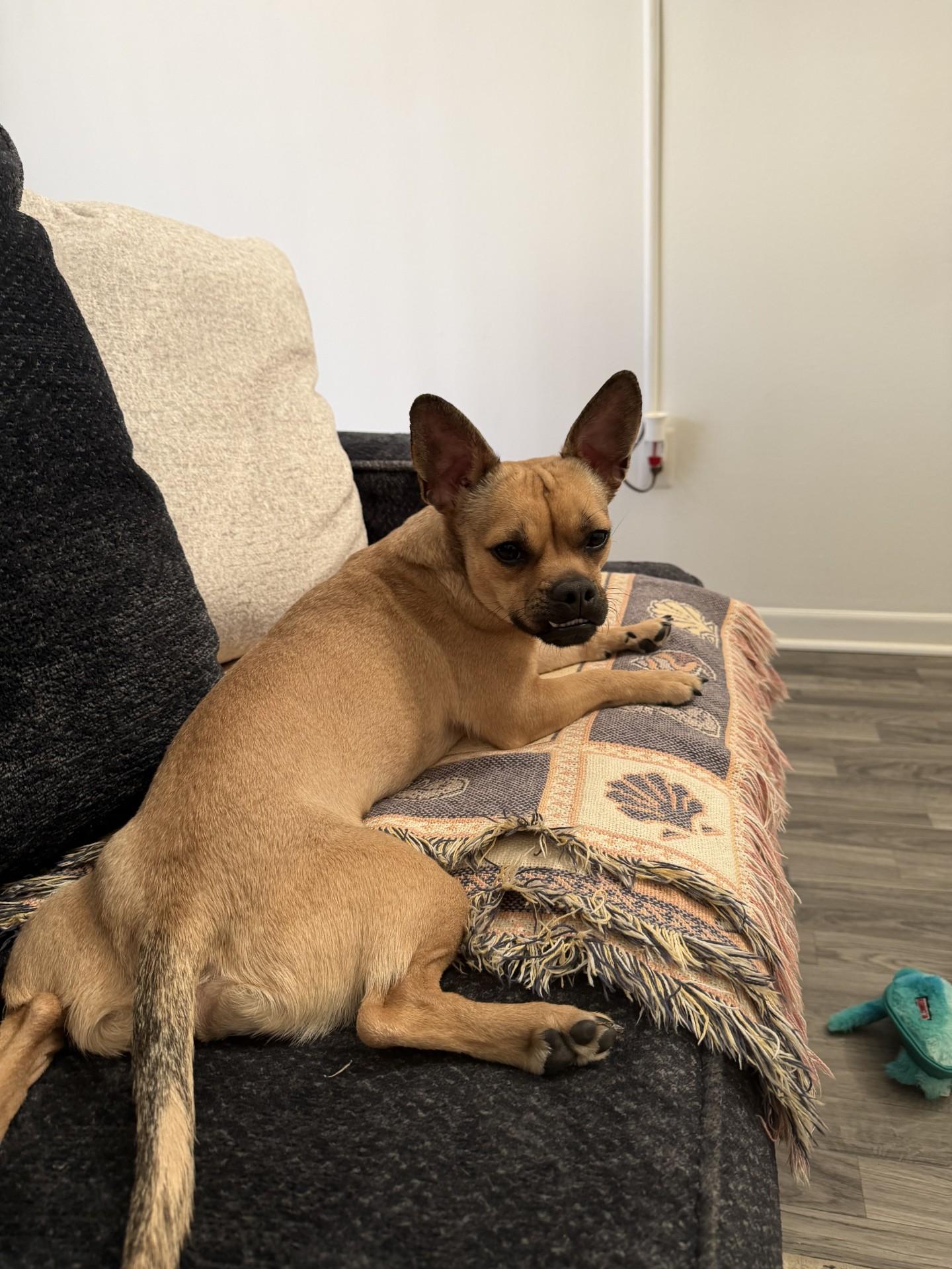 Bosco, a ADOPTABLE mixed breed in Sterling Heights, MI image 3/6