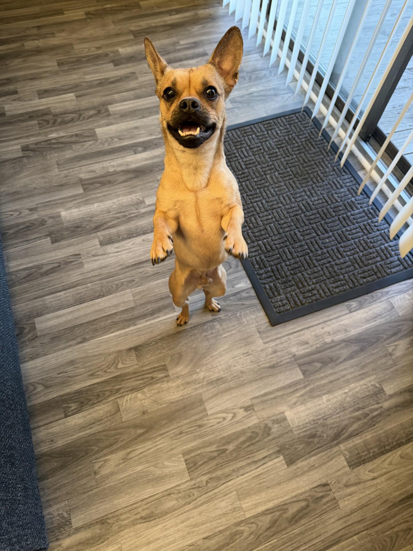 Bosco, a ADOPTABLE mixed breed in Sterling Heights, MI image 2/6