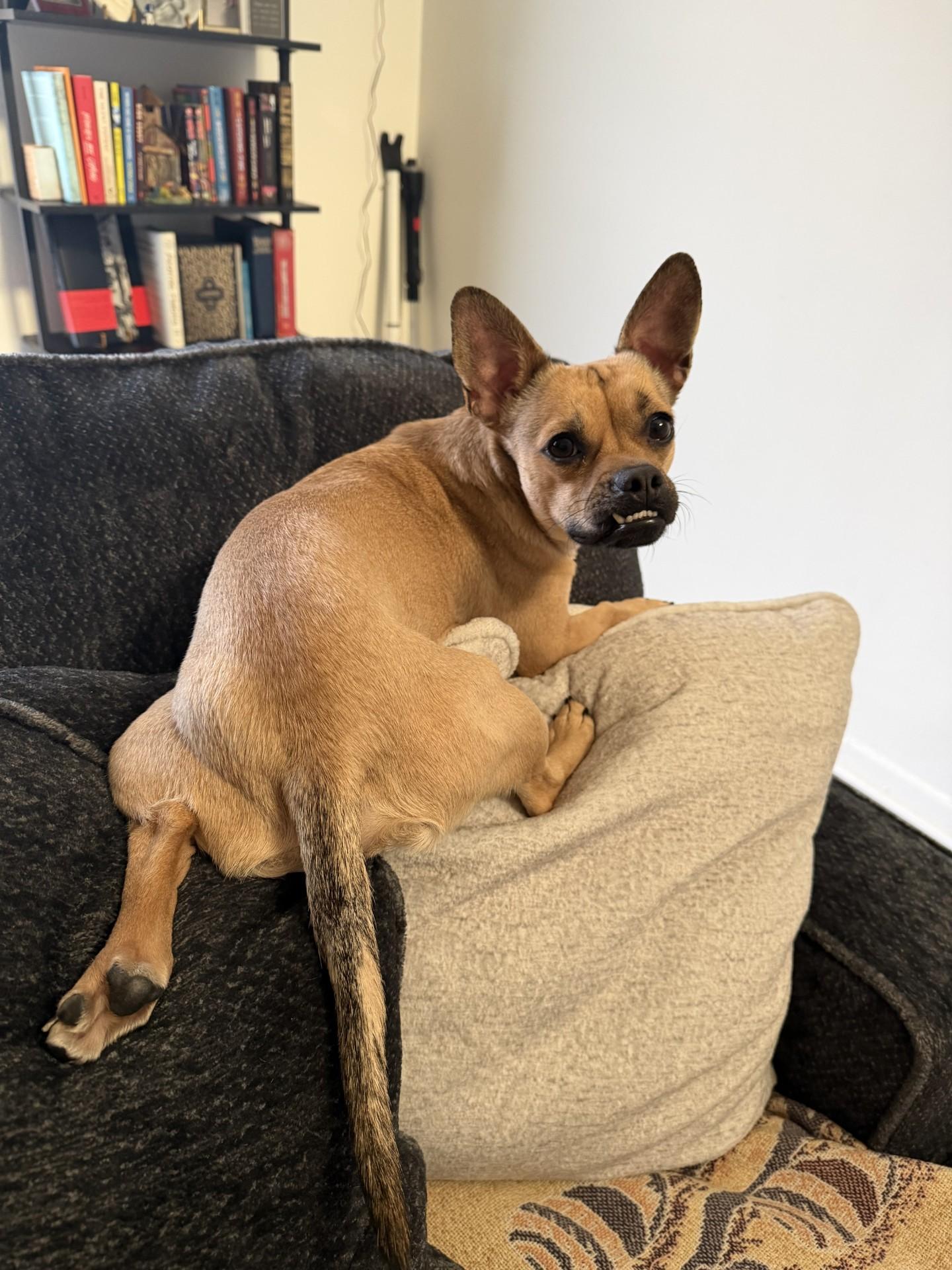 Bosco, a ADOPTABLE mixed breed in Sterling Heights, MI image 5/6