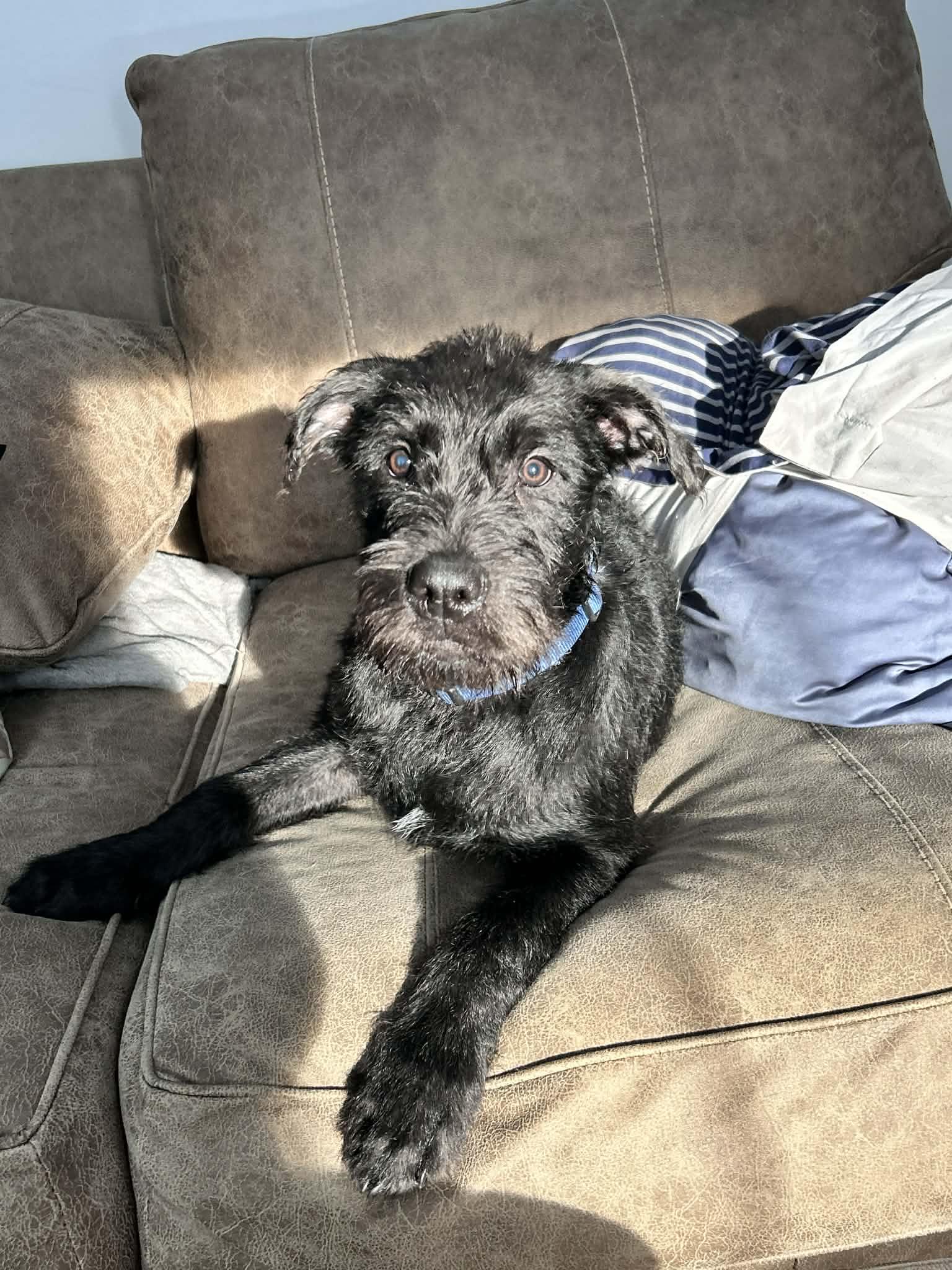 Gary (courtesy listing), a ADOPTABLE mixed breed in Albany, NY image 3/3