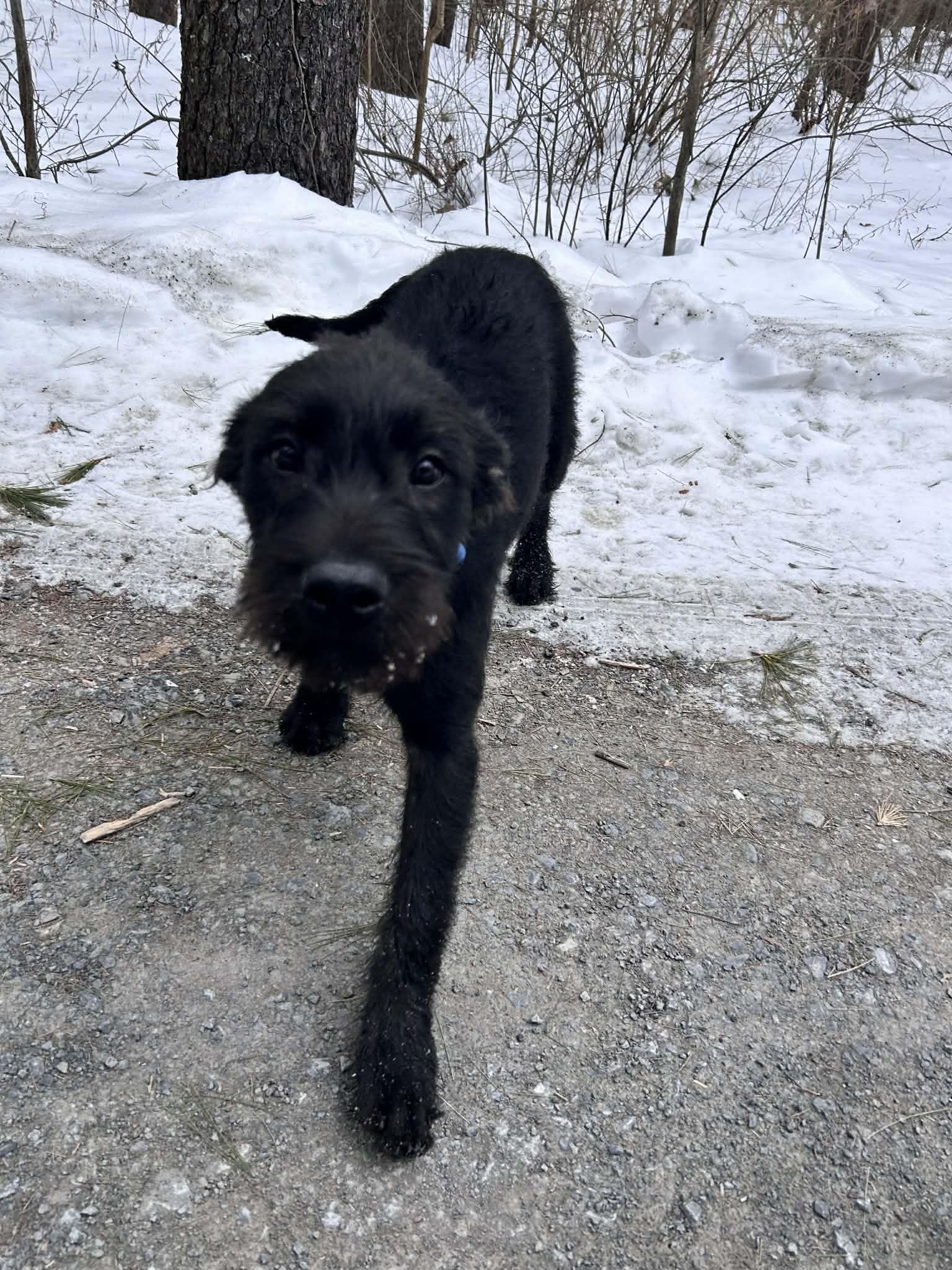 Gary (courtesy listing), a ADOPTABLE mixed breed in Albany, NY image 2/3
