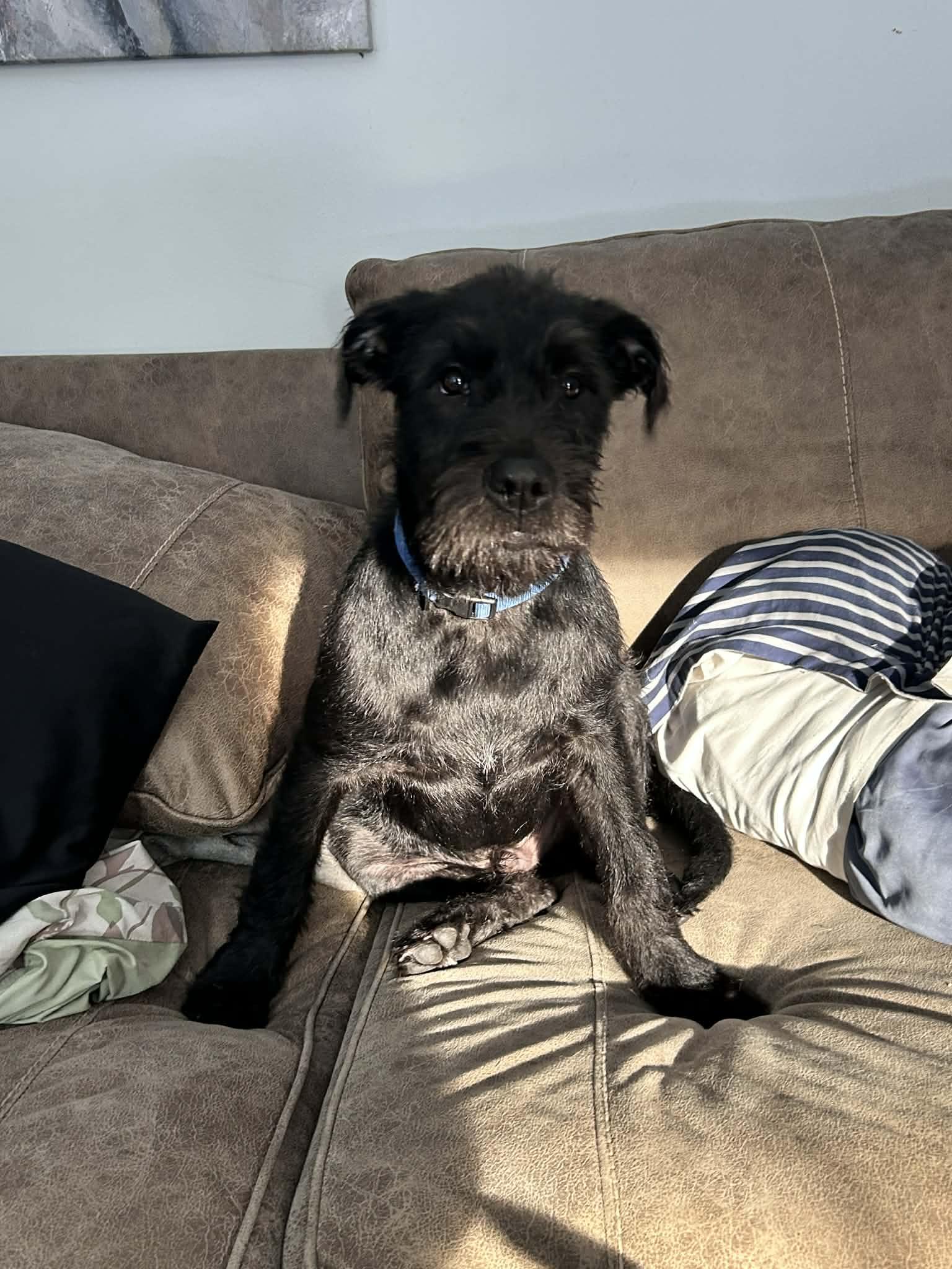 Gary (courtesy listing), a ADOPTABLE mixed breed in Albany, NY image 1/3