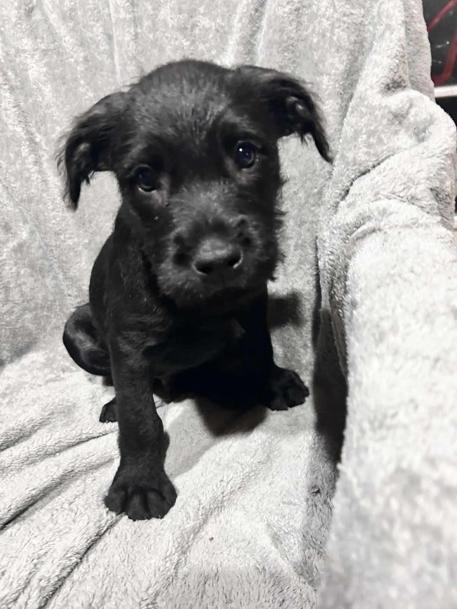 Mr. Giggles (courtesy listing), ADOPTABLE, Puppy Male Pit Bull Terrier & Labradoodle.