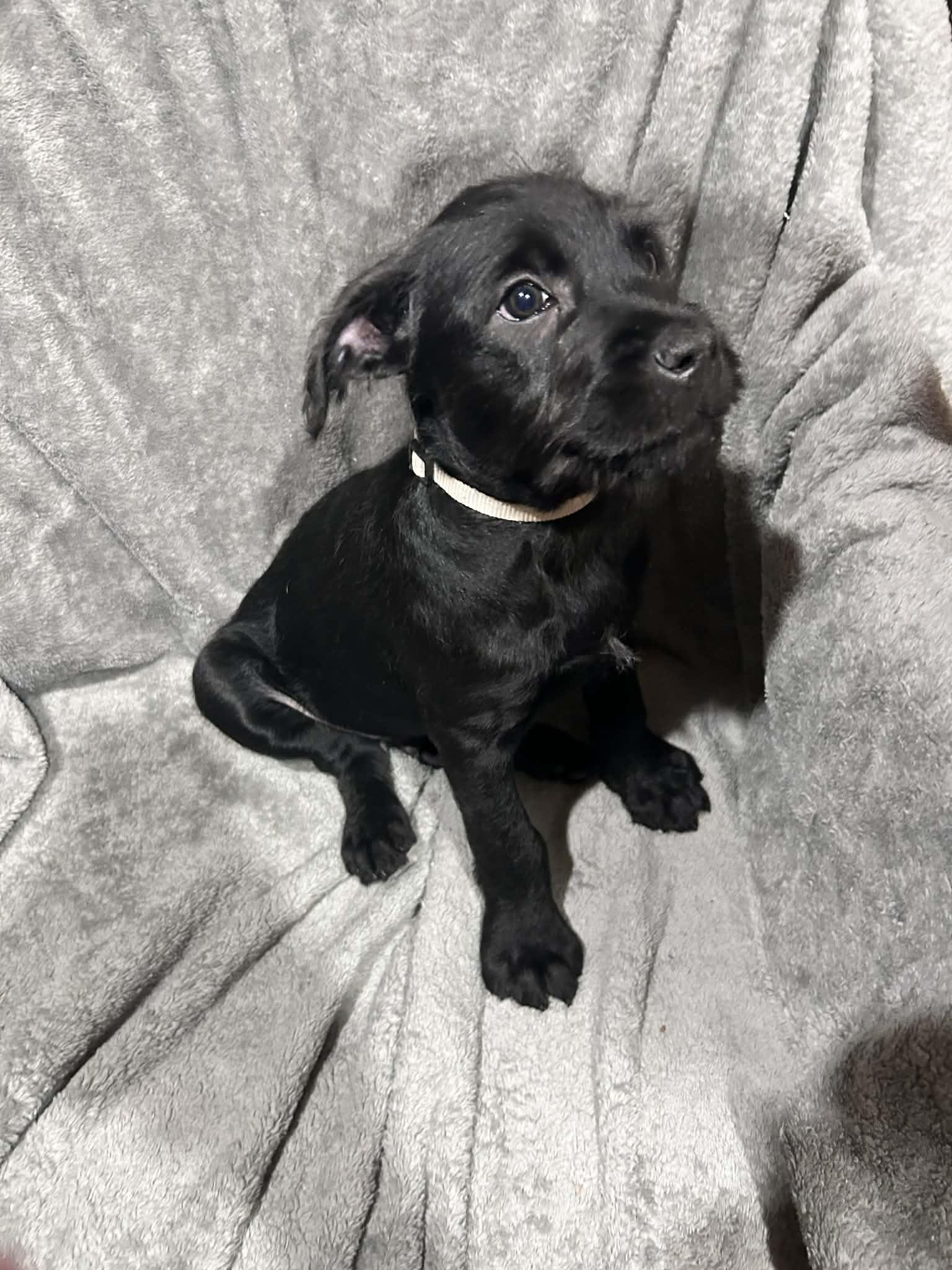 Mr. Giggles (courtesy listing), a ADOPTABLE mixed breed in Albany, NY image 2/2