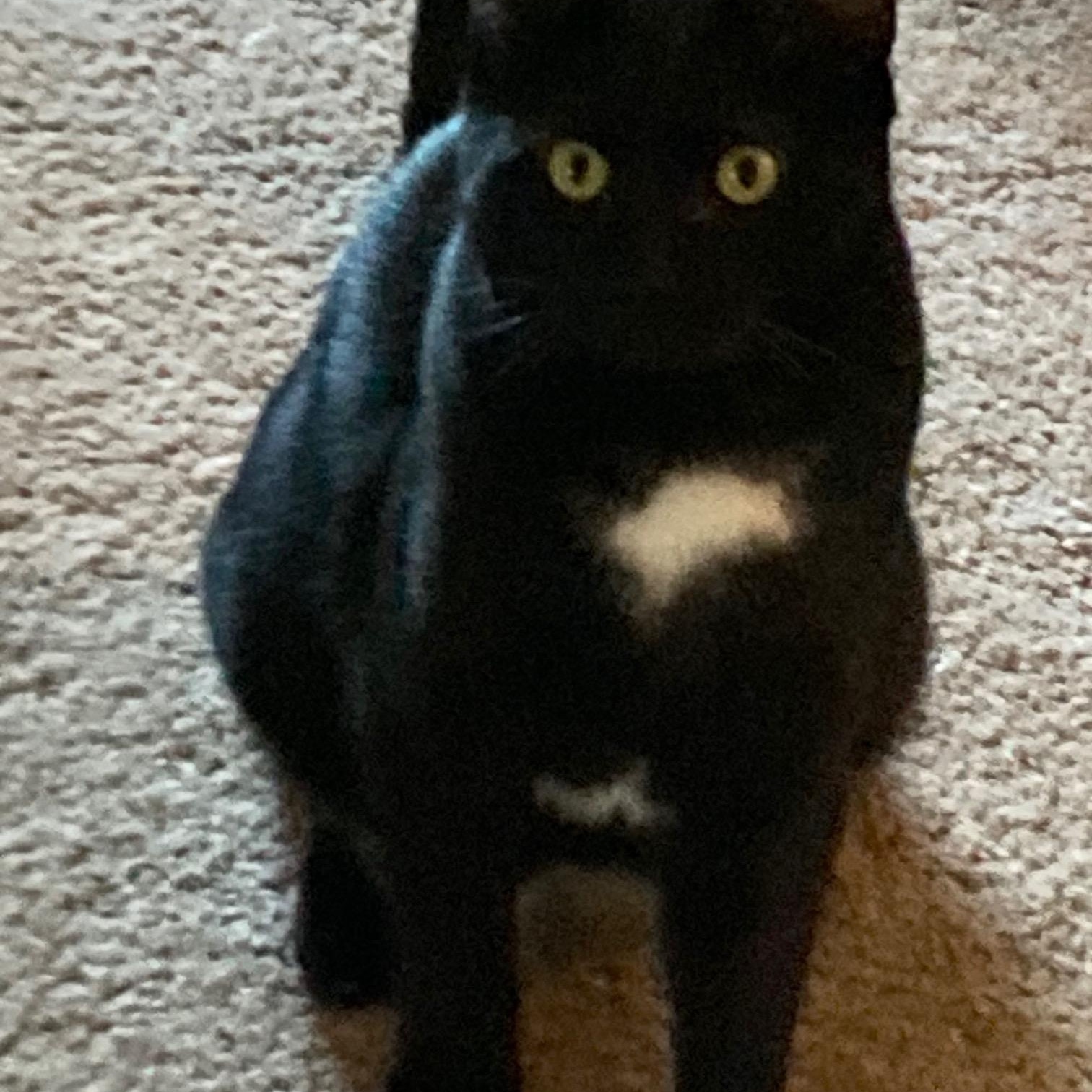 Enlarge Cracker Jack 3, an adoptable Domestic Short Hair in Grove City, OH image 1/1