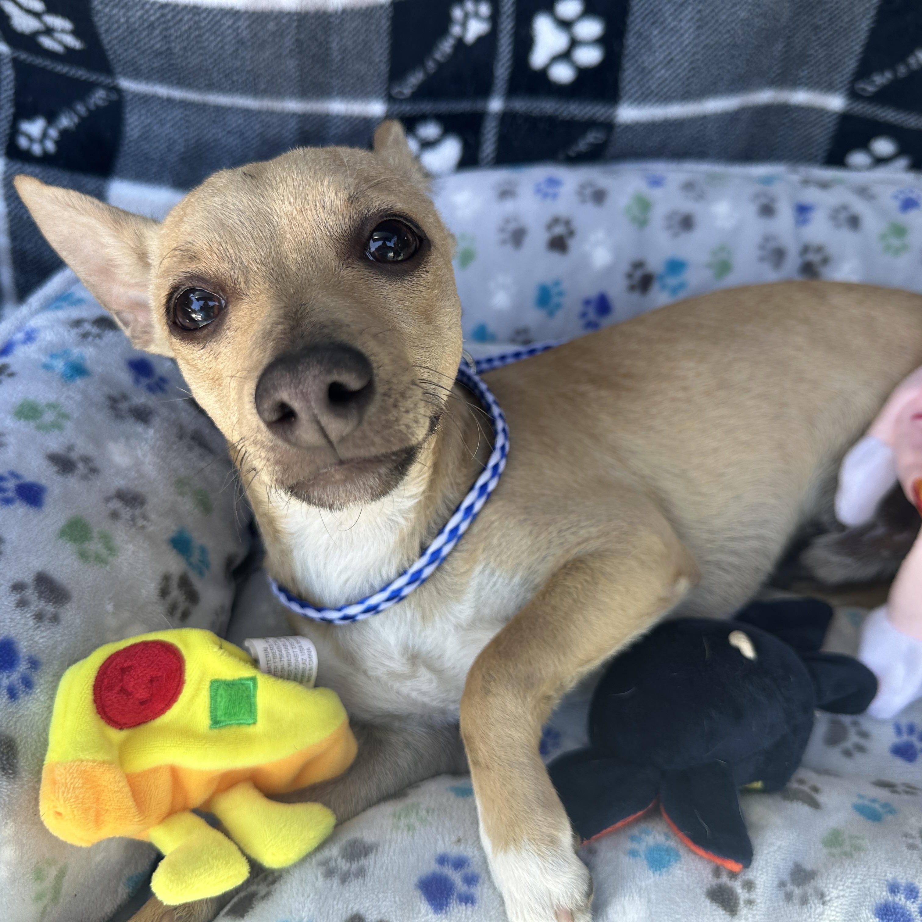LEO, Young Male Chihuahua
