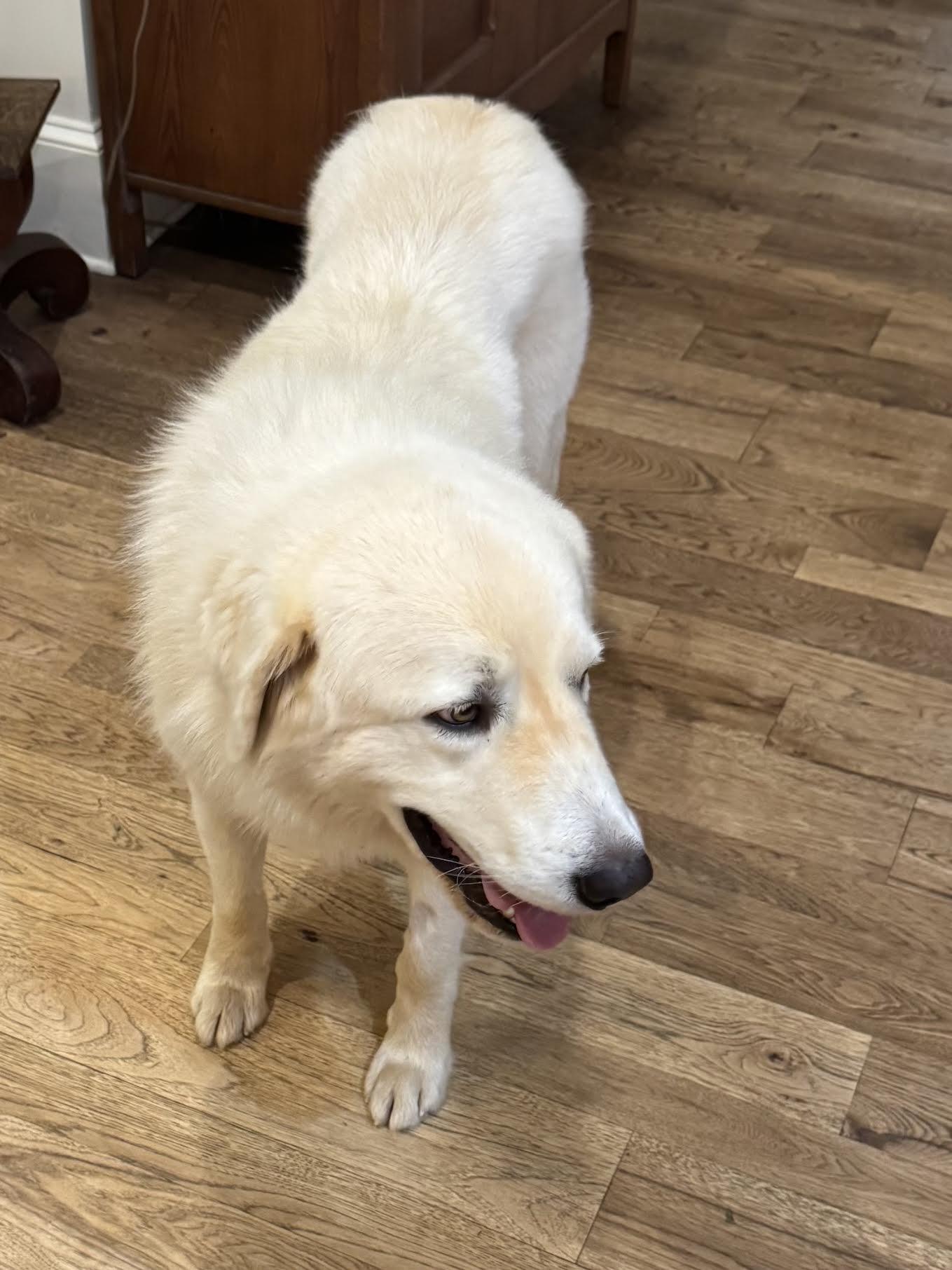 Finsbury, a ADOPTABLE mixed breed in Cumming, GA image 5/5