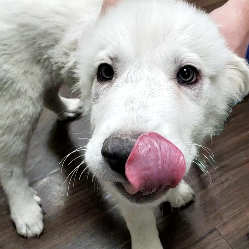 Enlarge Flurry, a Adoptable mixed breed in Fishers, IN image 2/3