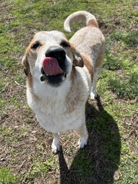 Enlarge Cody, a Adoptable mixed breed in Osage Beach, MO image 1/1