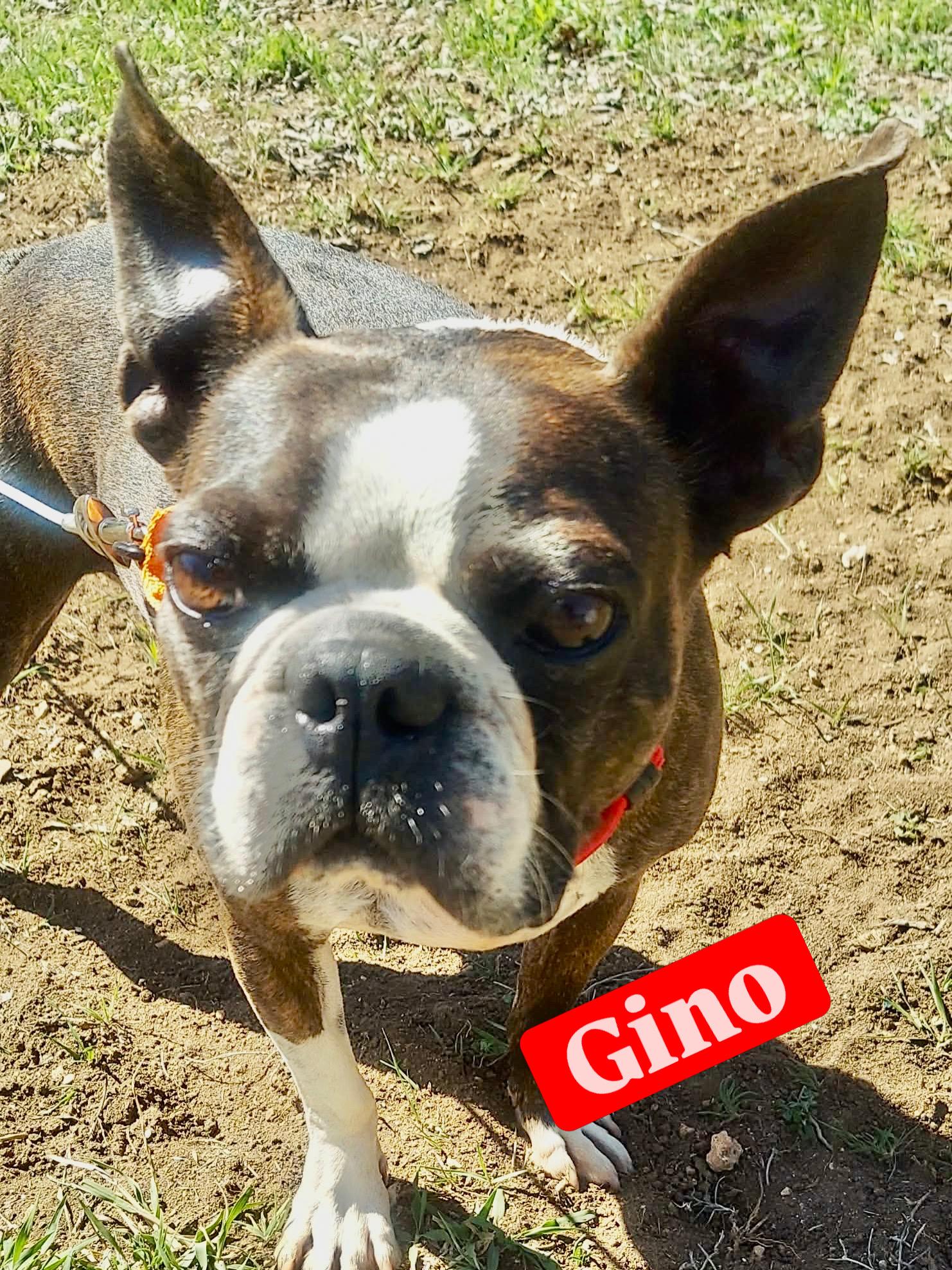 Enlarge Gino, a Adoptable Boston Terrier in Van Vleck, TX image 1/6