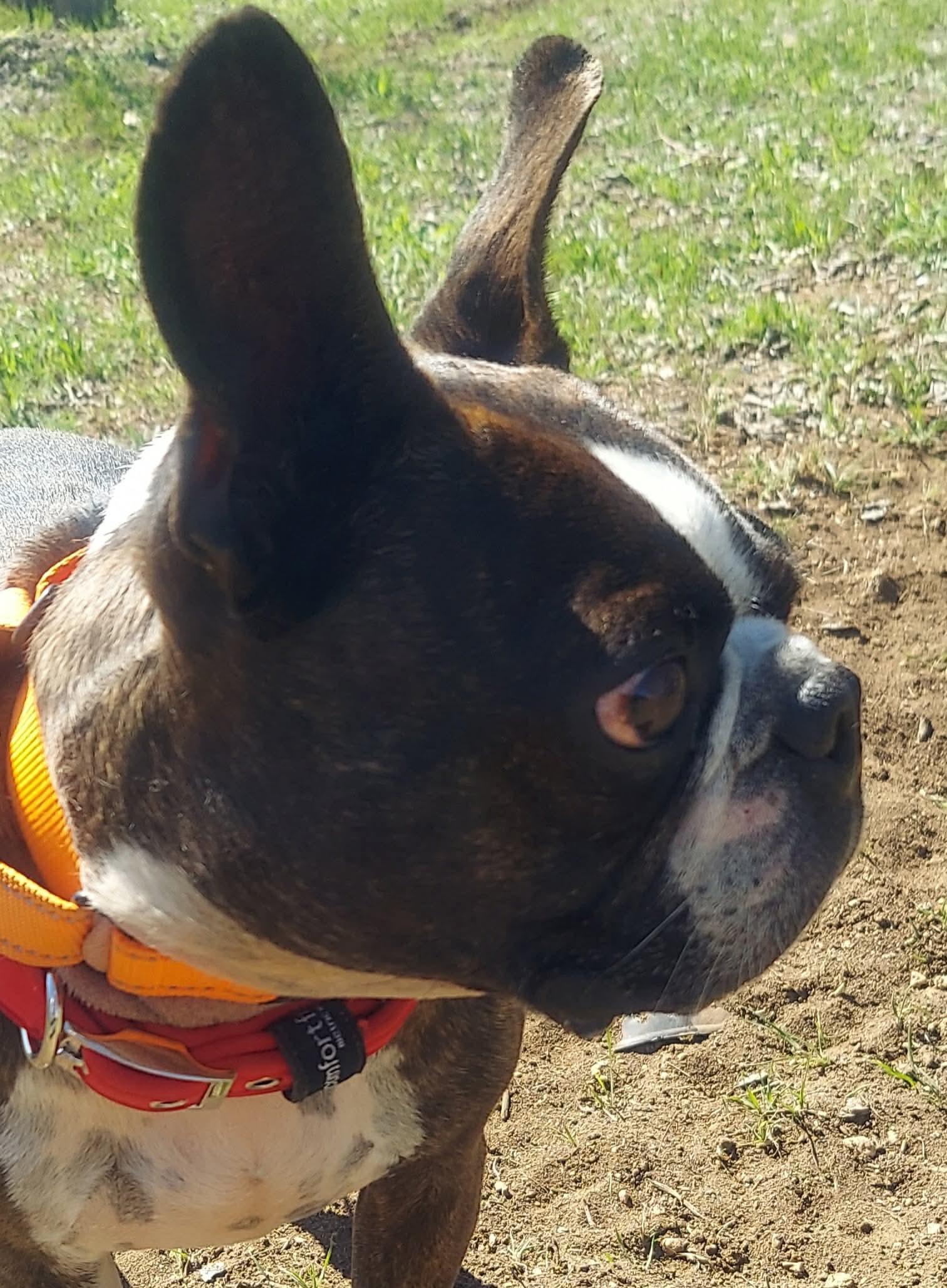 Enlarge Gino, a Adoptable Boston Terrier in Van Vleck, TX image 2/6