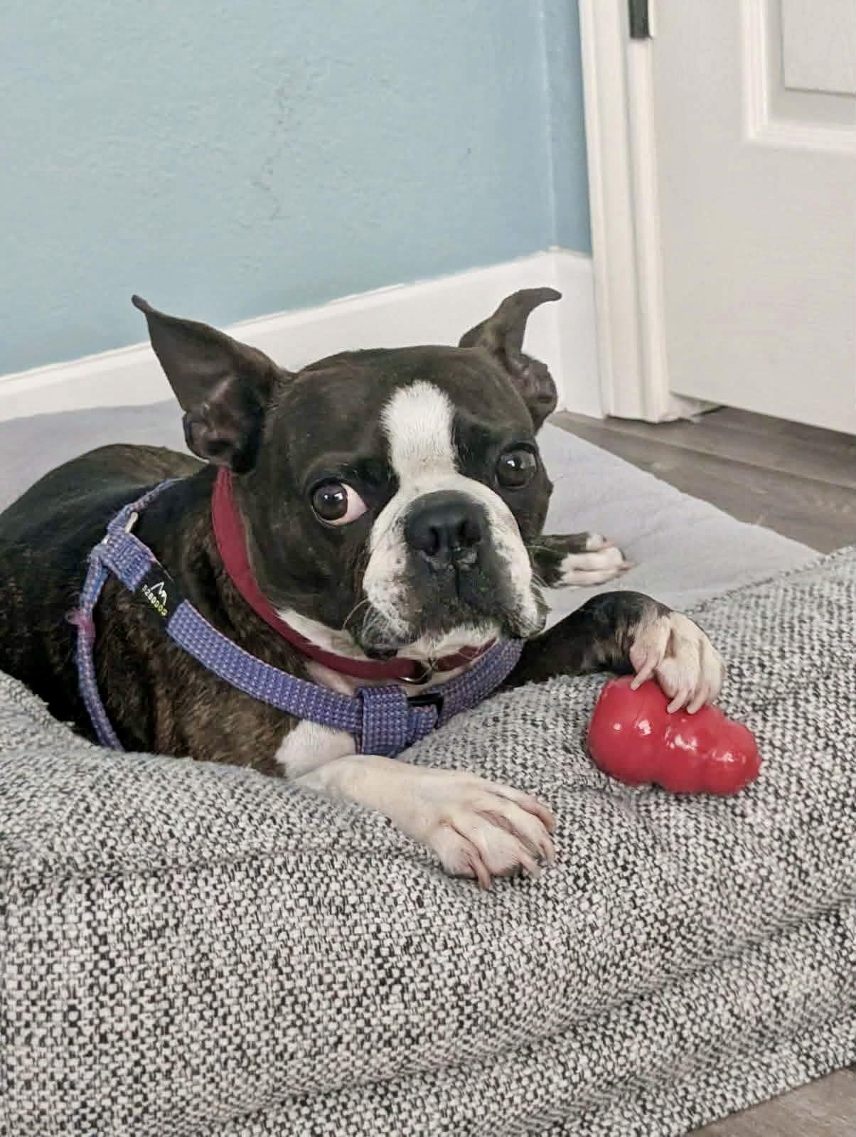 Gino, Adoptable, Adult Male Boston Terrier.