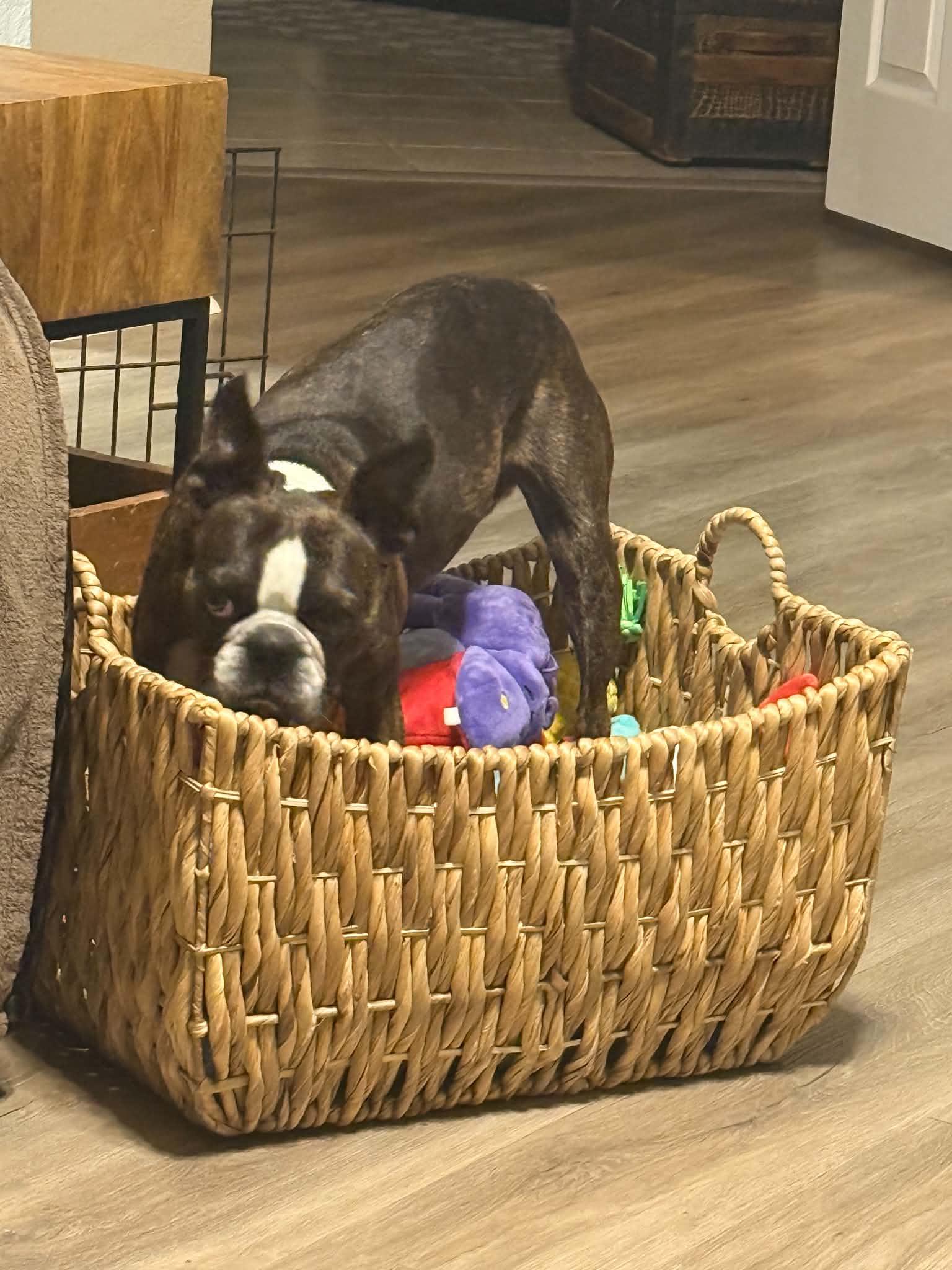 Enlarge Gino, a Adoptable Boston Terrier in Van Vleck, TX image 2/6
