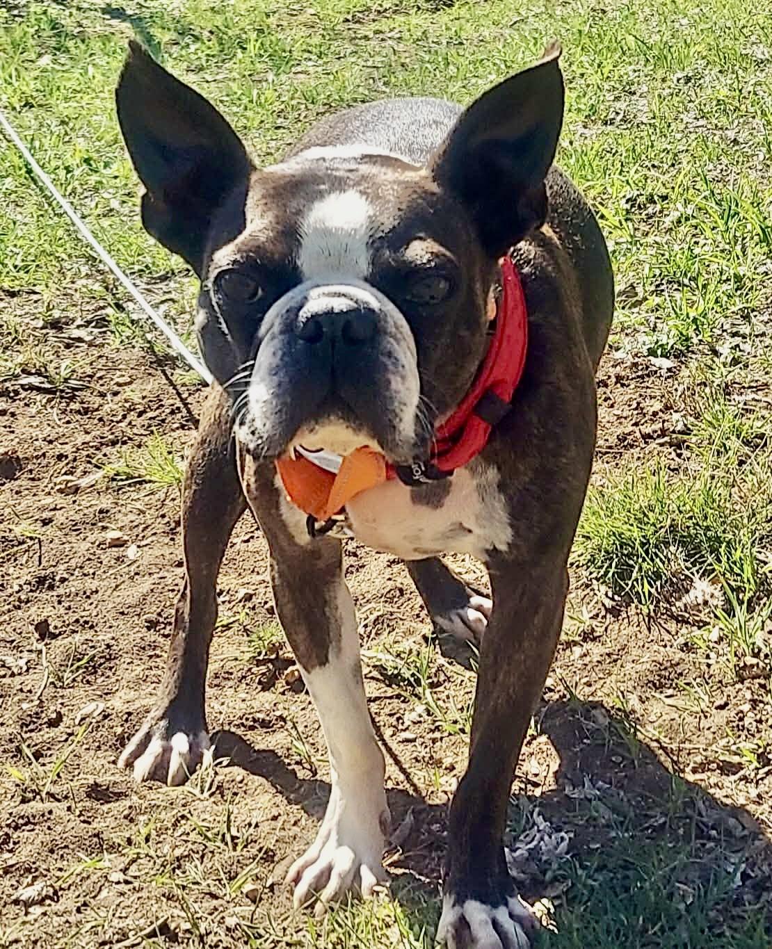 Enlarge Gino, a Adoptable Boston Terrier in Van Vleck, TX image 3/6