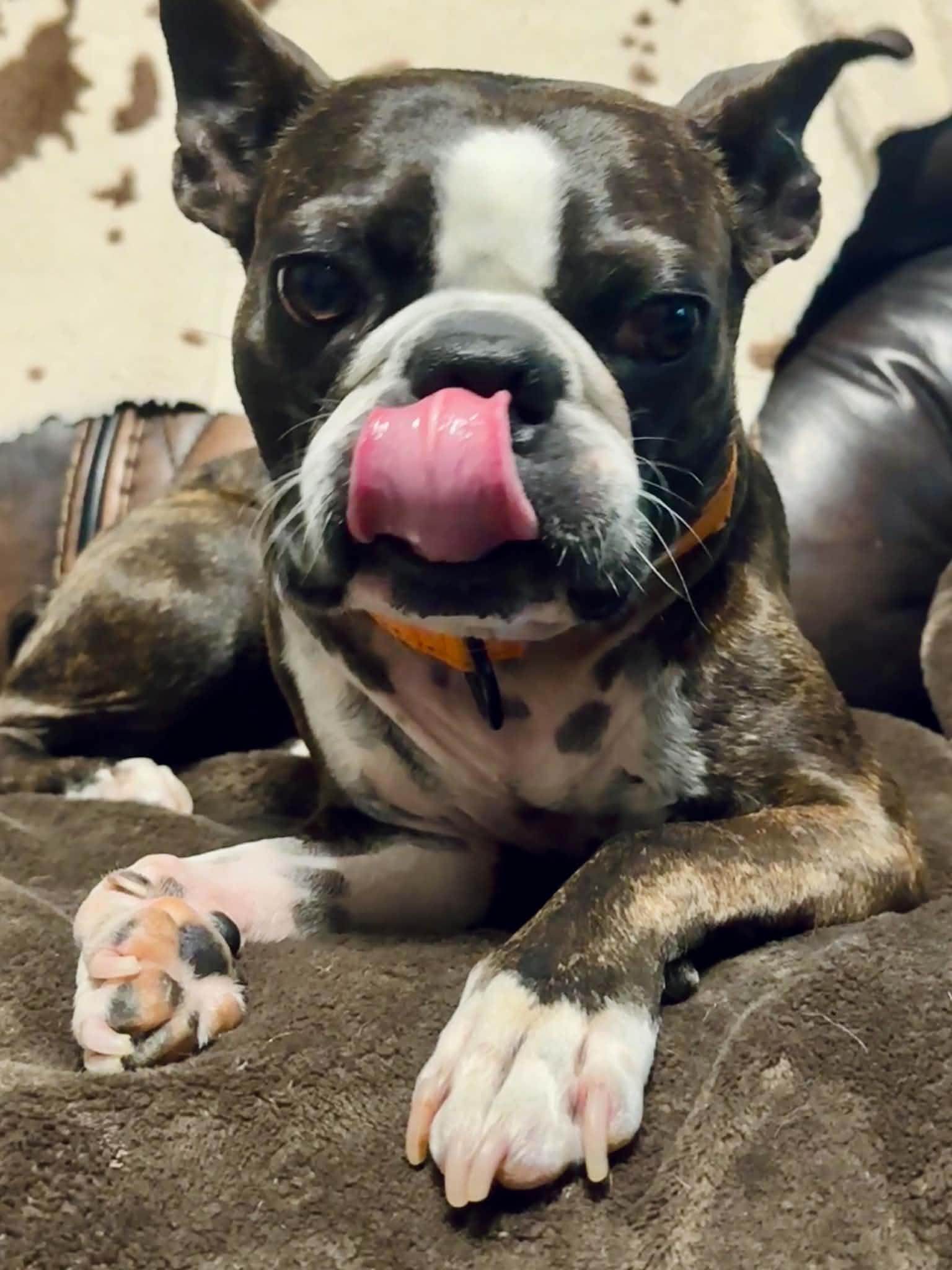 Enlarge Gino, a Adoptable Boston Terrier in Van Vleck, TX image 3/6