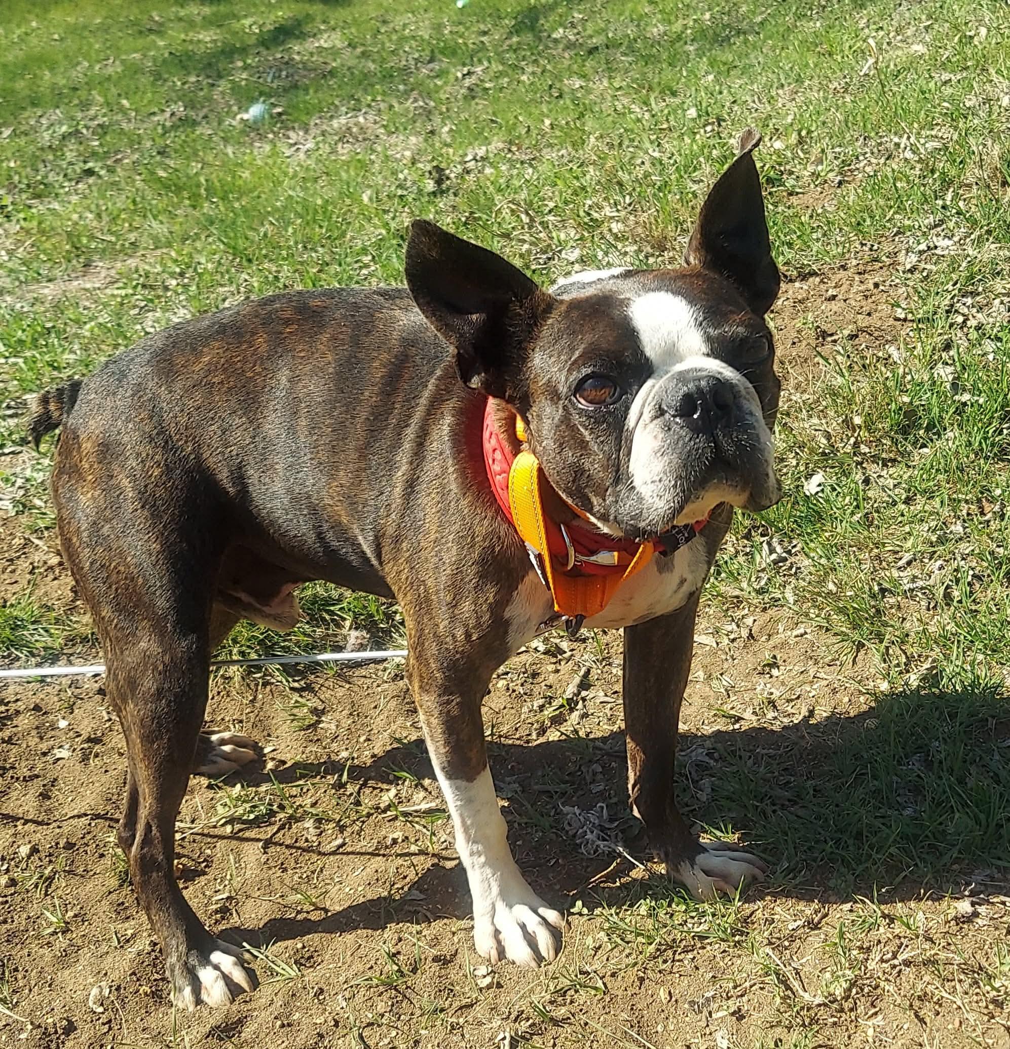 Enlarge Gino, a Adoptable Boston Terrier in Van Vleck, TX image 4/6