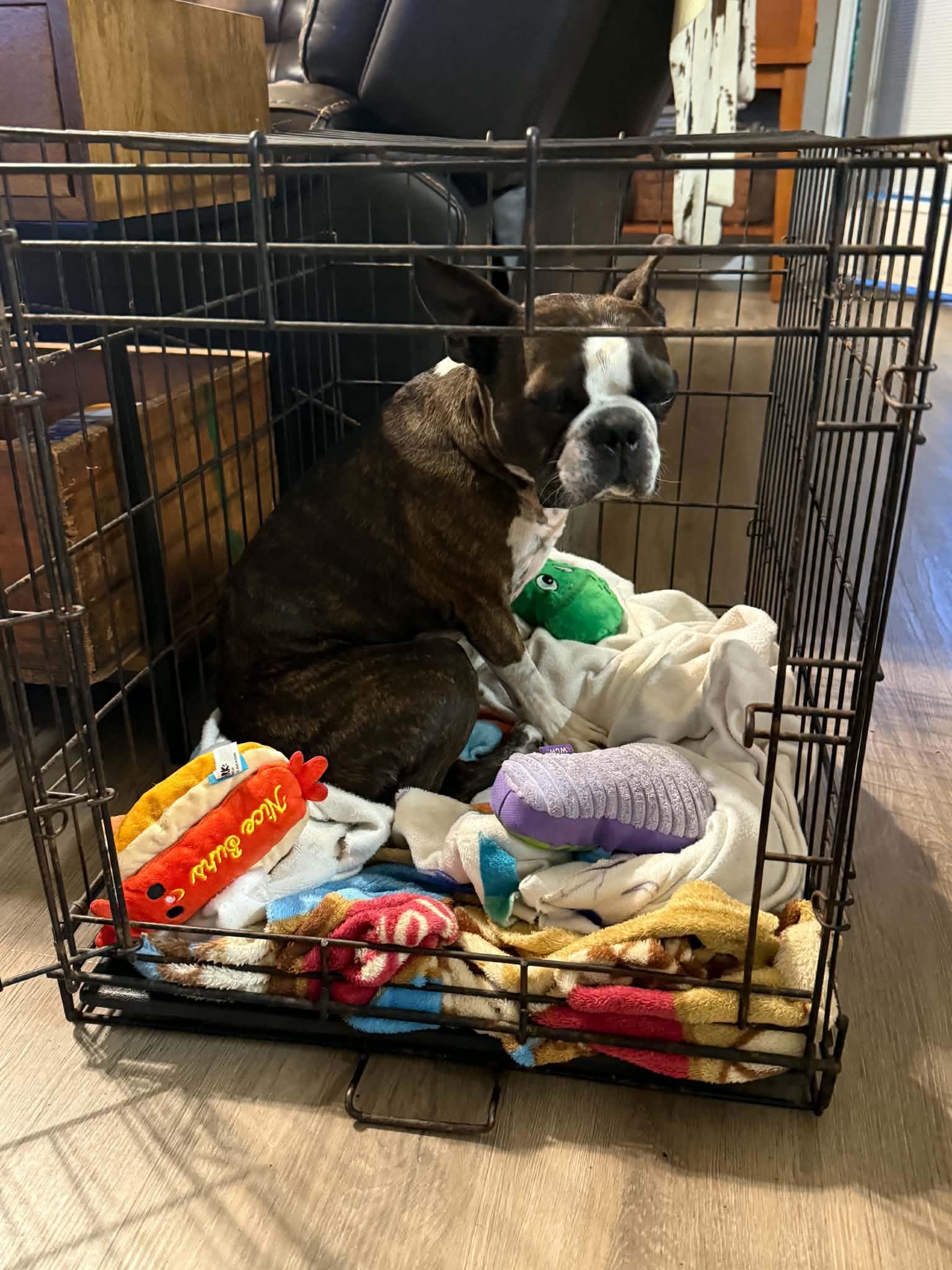 Enlarge Gino, a Adoptable Boston Terrier in Van Vleck, TX image 4/6