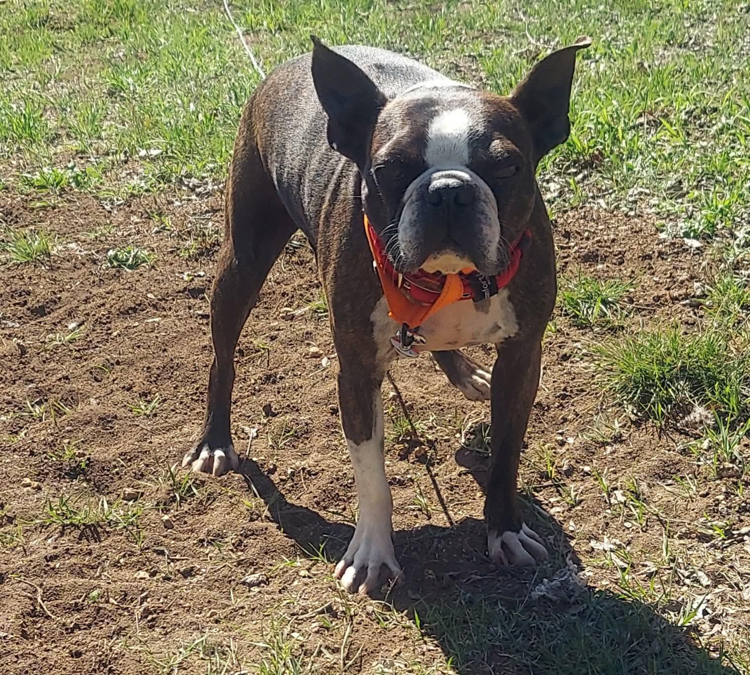 Enlarge Gino, a Adoptable Boston Terrier in Van Vleck, TX image 5/6