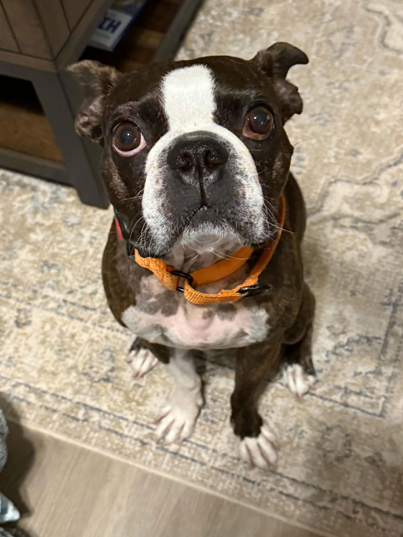Enlarge Gino, a Adoptable Boston Terrier in Van Vleck, TX image 5/6