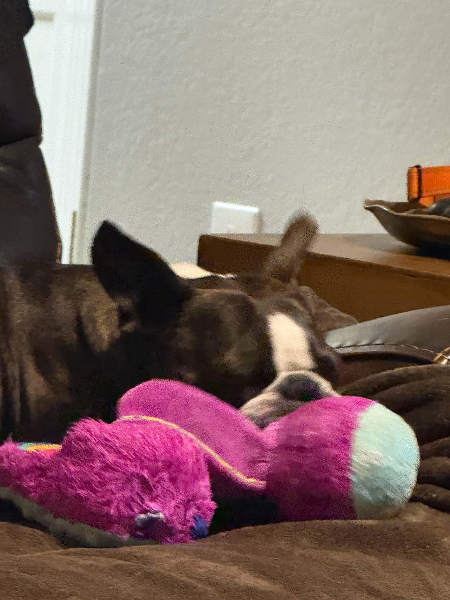 Enlarge Gino, a Adoptable Boston Terrier in Van Vleck, TX image 6/6