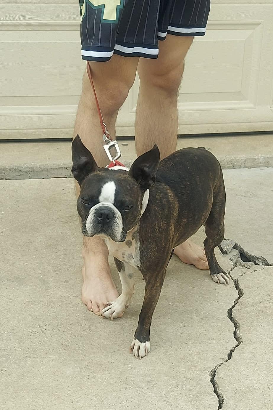 Enlarge Gino, a Adoptable Boston Terrier in Van Vleck, TX image 6/6