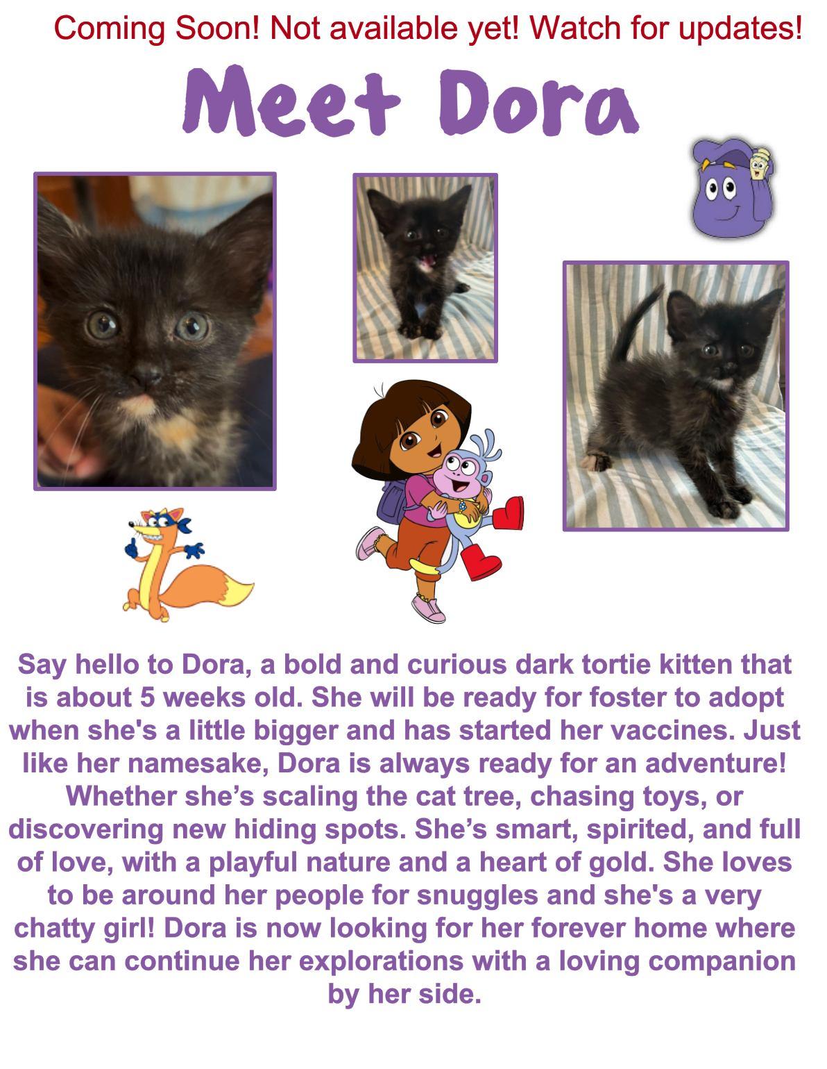 Dora, an adoptable Domestic Short Hair in Clovis, NM, 88101 | Photo Image 1