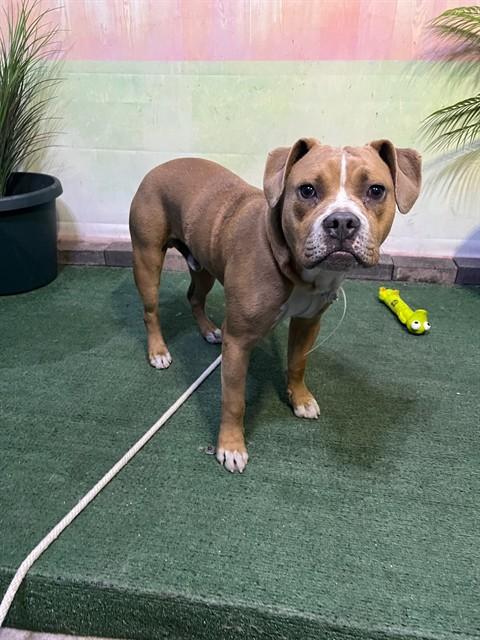 Enlarge DEXTER, a Adoptable mixed breed in Baldwin Park, CA image 1/1