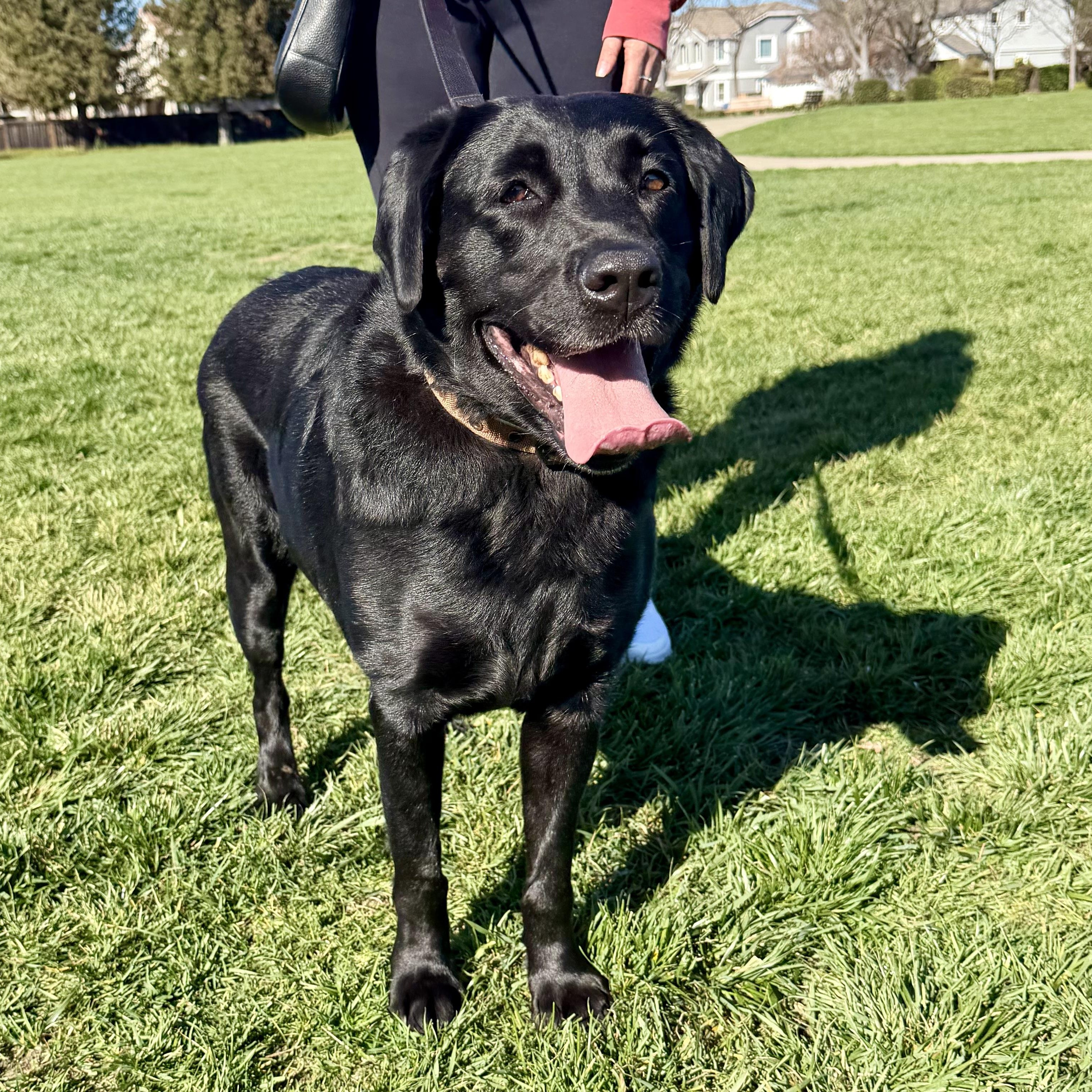 Enlarge Luna, an adopted Labrador Retriever in San Francisco, CA image 2/4