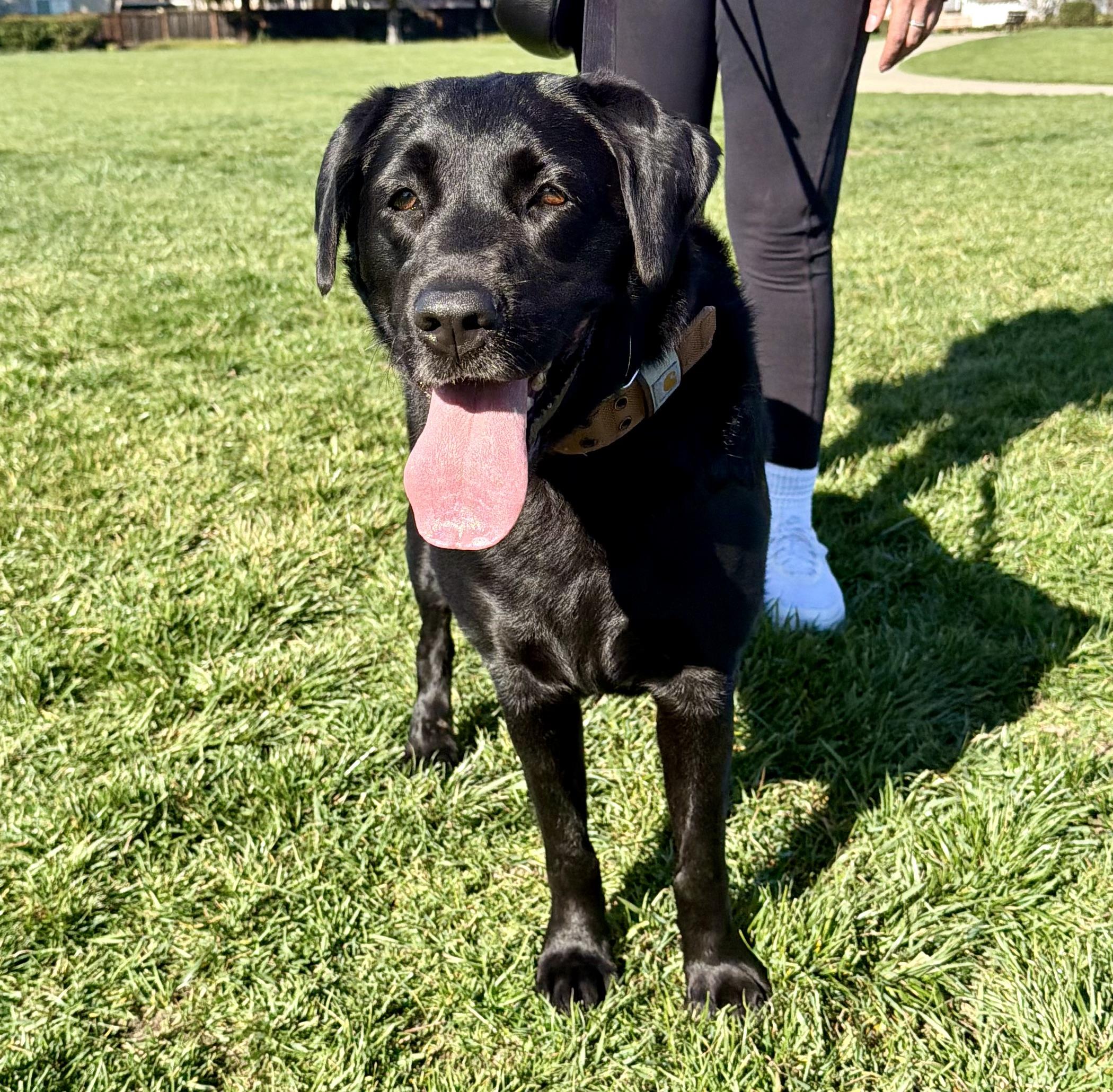 Enlarge Luna, an adopted Labrador Retriever in San Francisco, CA image 3/4