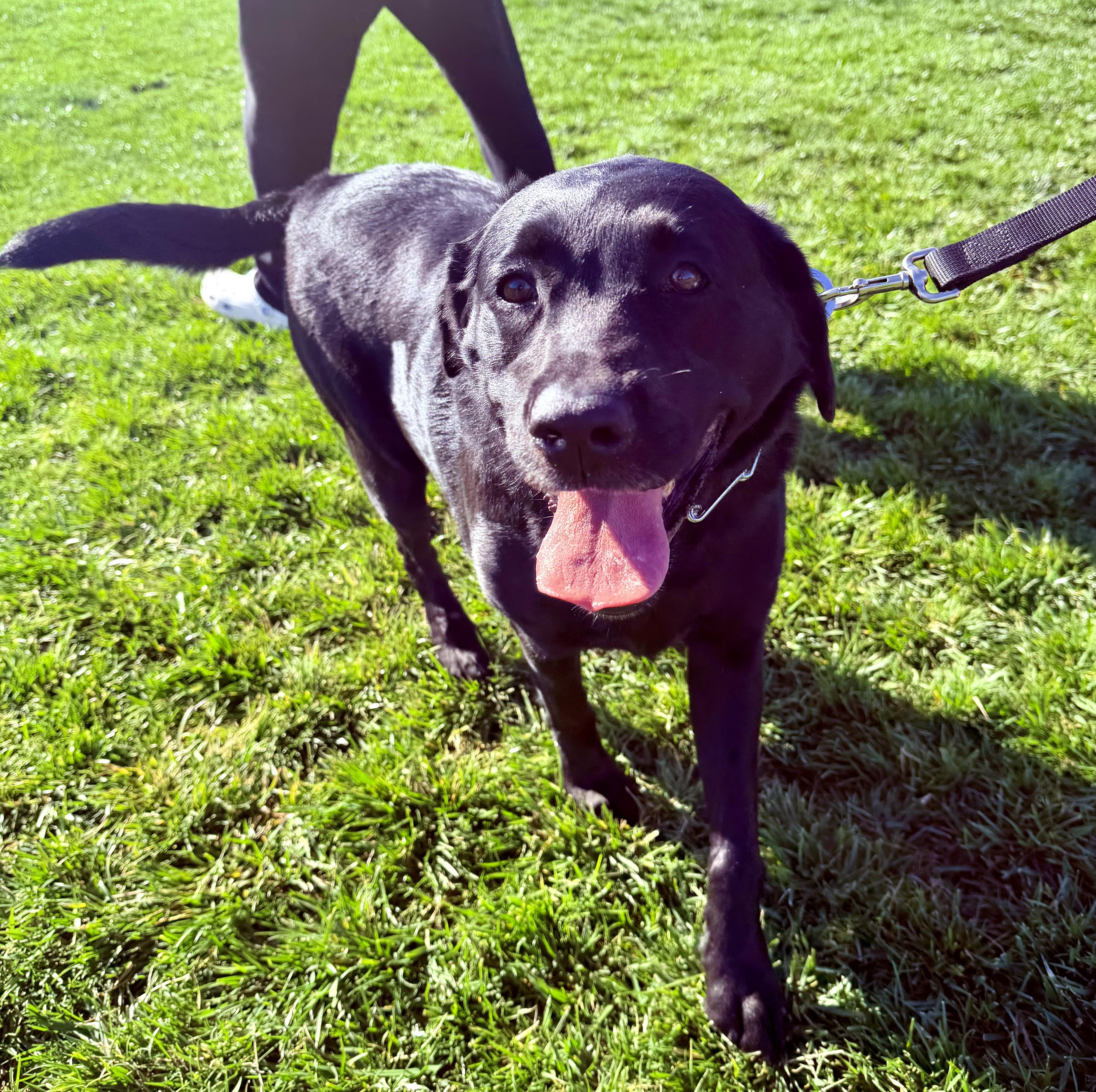 Enlarge Luna, an adopted Labrador Retriever in San Francisco, CA image 1/4