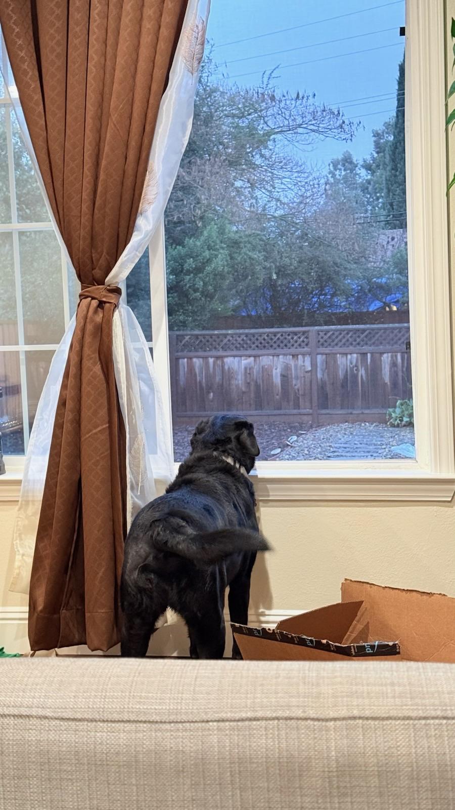 Enlarge Luna, an adopted Labrador Retriever in San Francisco, CA image 4/4