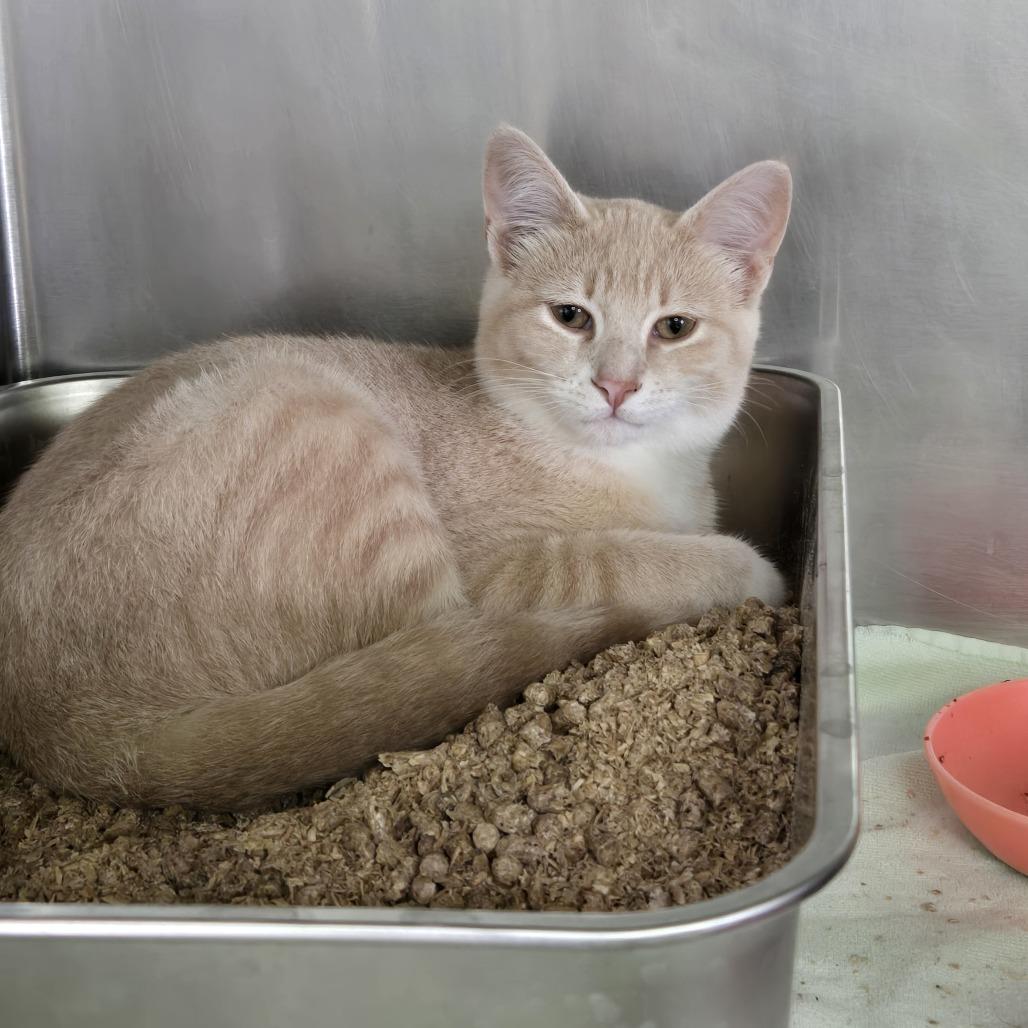 Garnet 26-275, Adoptable, Adult Male Domestic Short Hair.