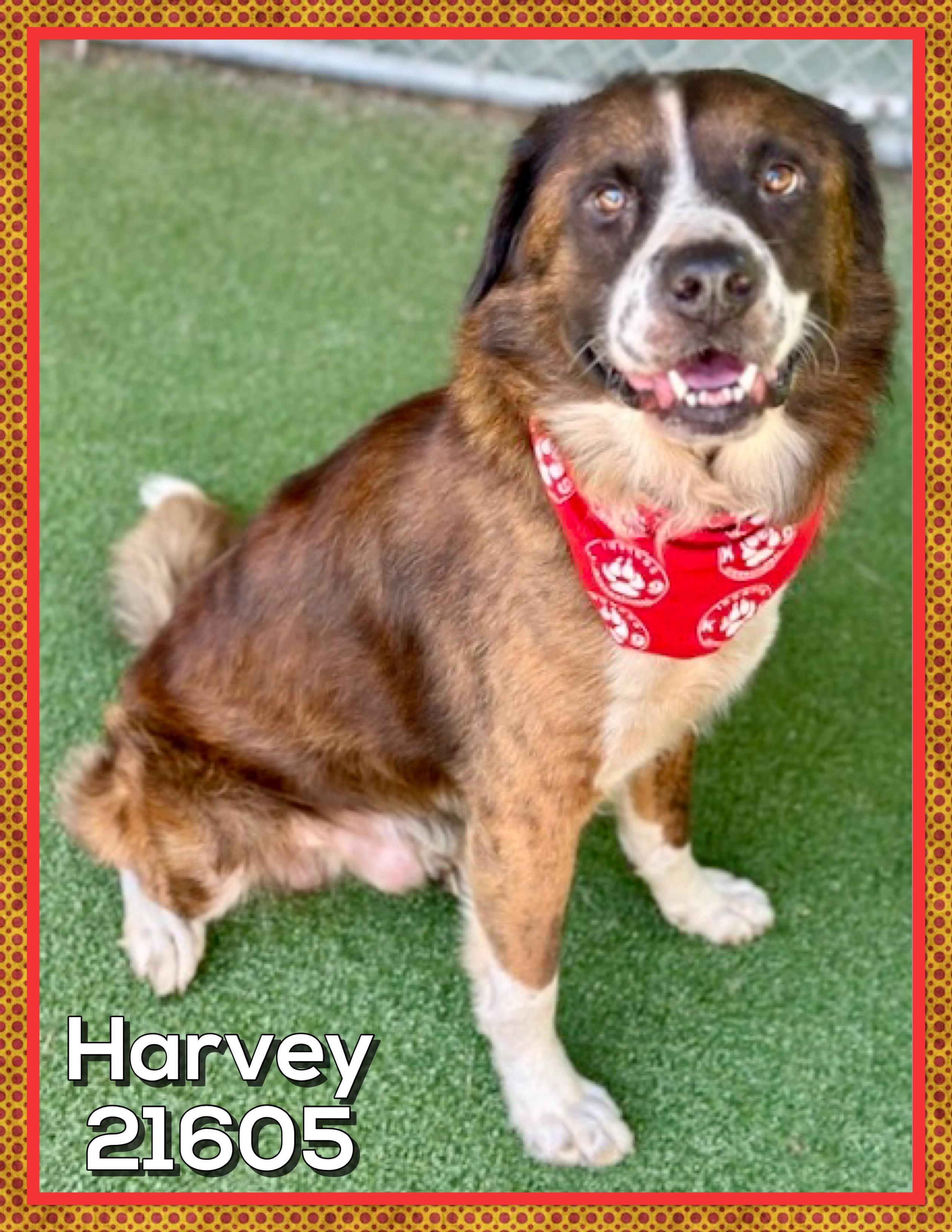 Enlarge HARVEY, a Adoptable mixed breed in Marietta, GA image 3/5