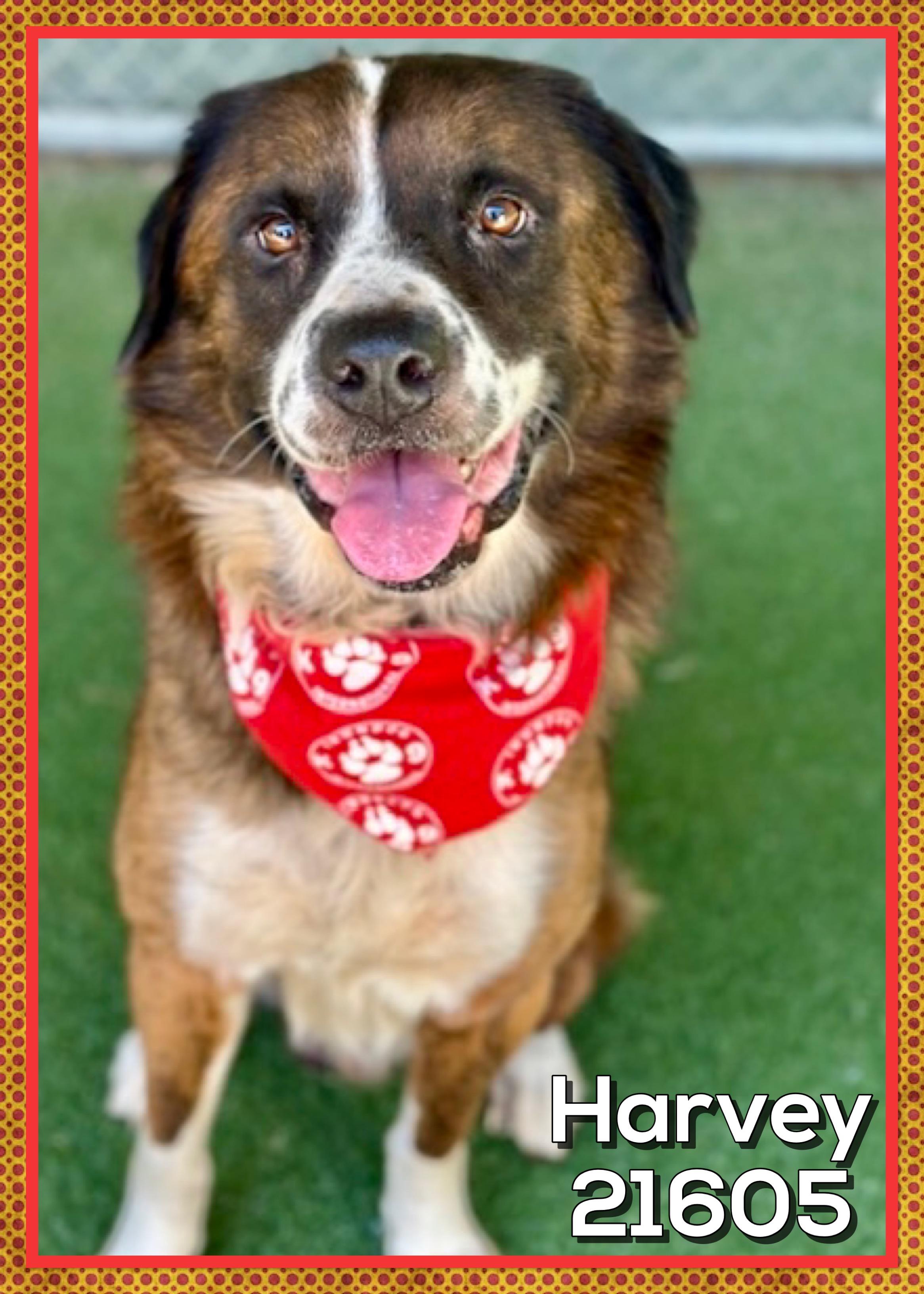 Enlarge HARVEY, a Adoptable mixed breed in Marietta, GA image 1/5