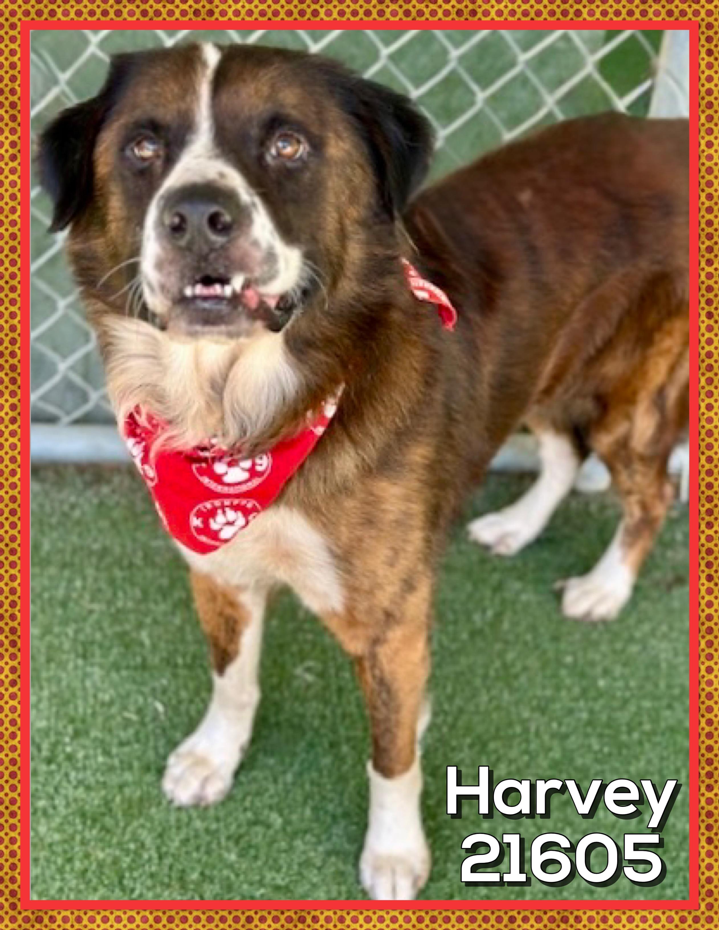 Enlarge HARVEY, a Adoptable mixed breed in Marietta, GA image 4/5