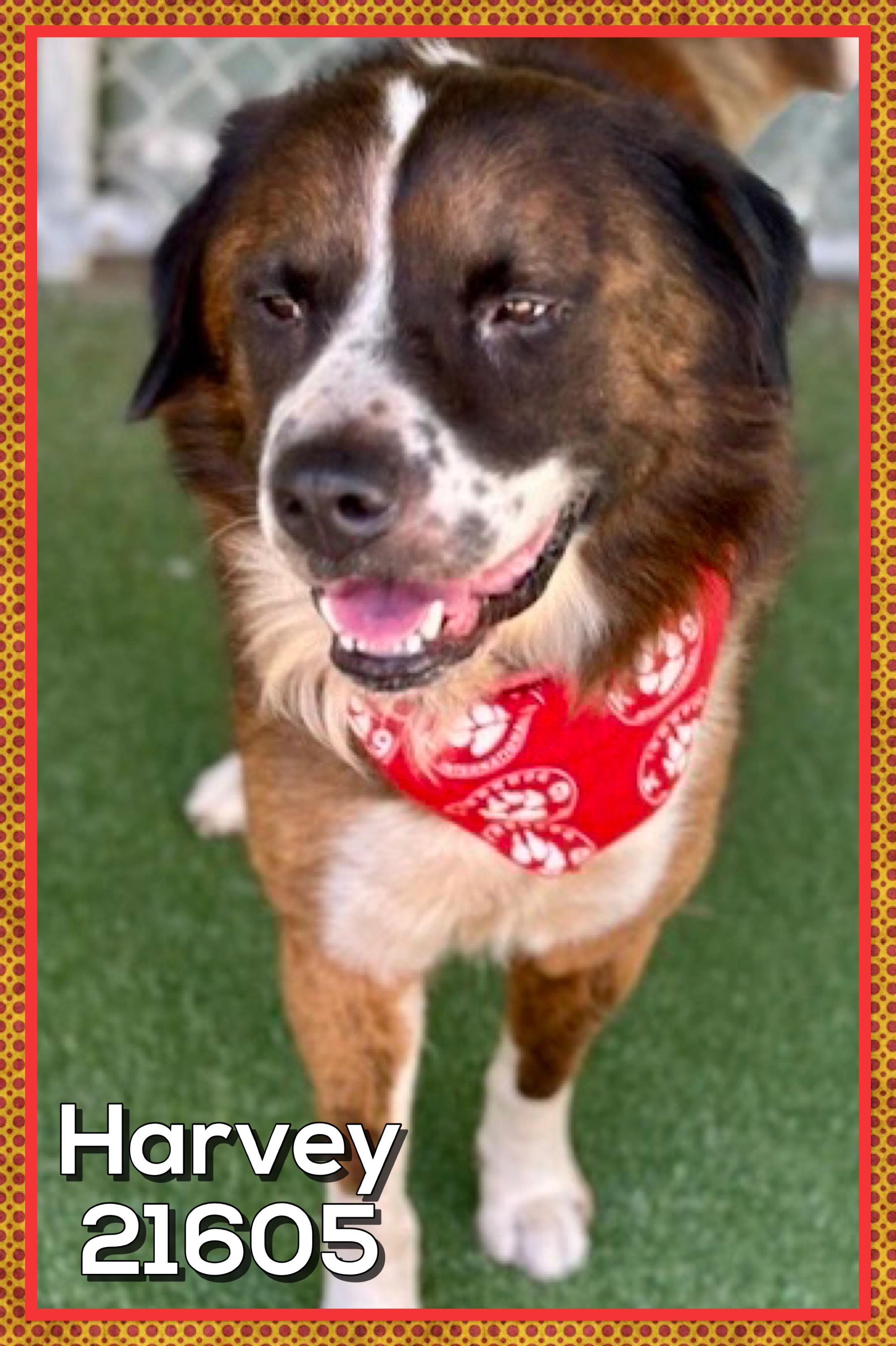 Enlarge HARVEY, a Adoptable mixed breed in Marietta, GA image 5/5